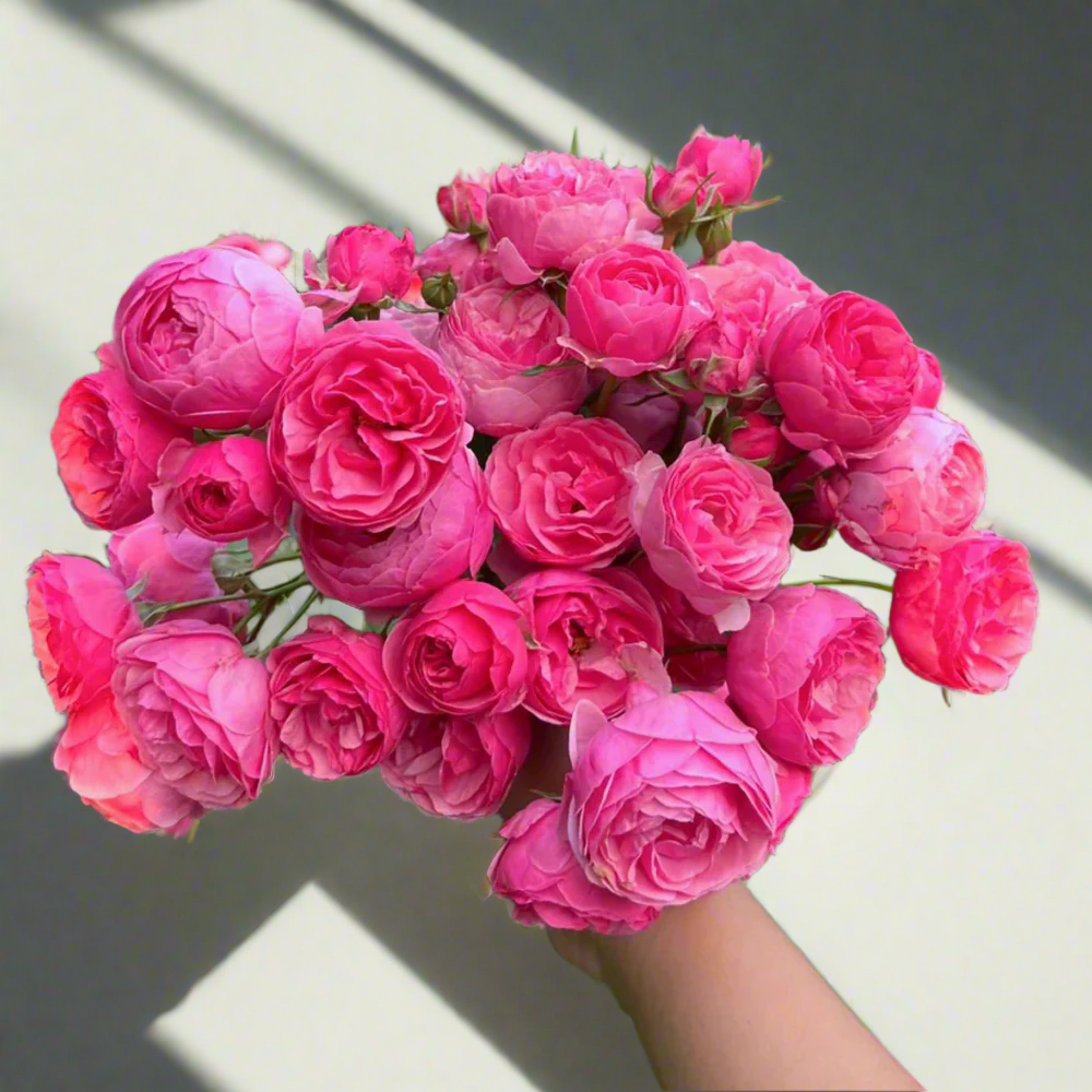 Pomponella – Deep Pink German Shrub Rose (Own Root)