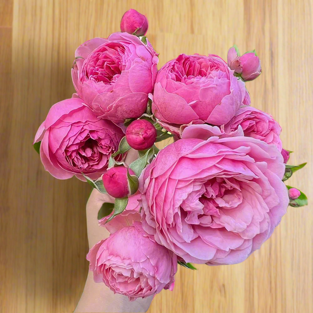 Pomponella – Deep Pink German Shrub Rose (Own Root)