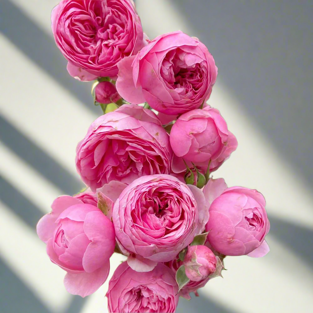 Pomponella – Deep Pink German Shrub Rose (Own Root)
