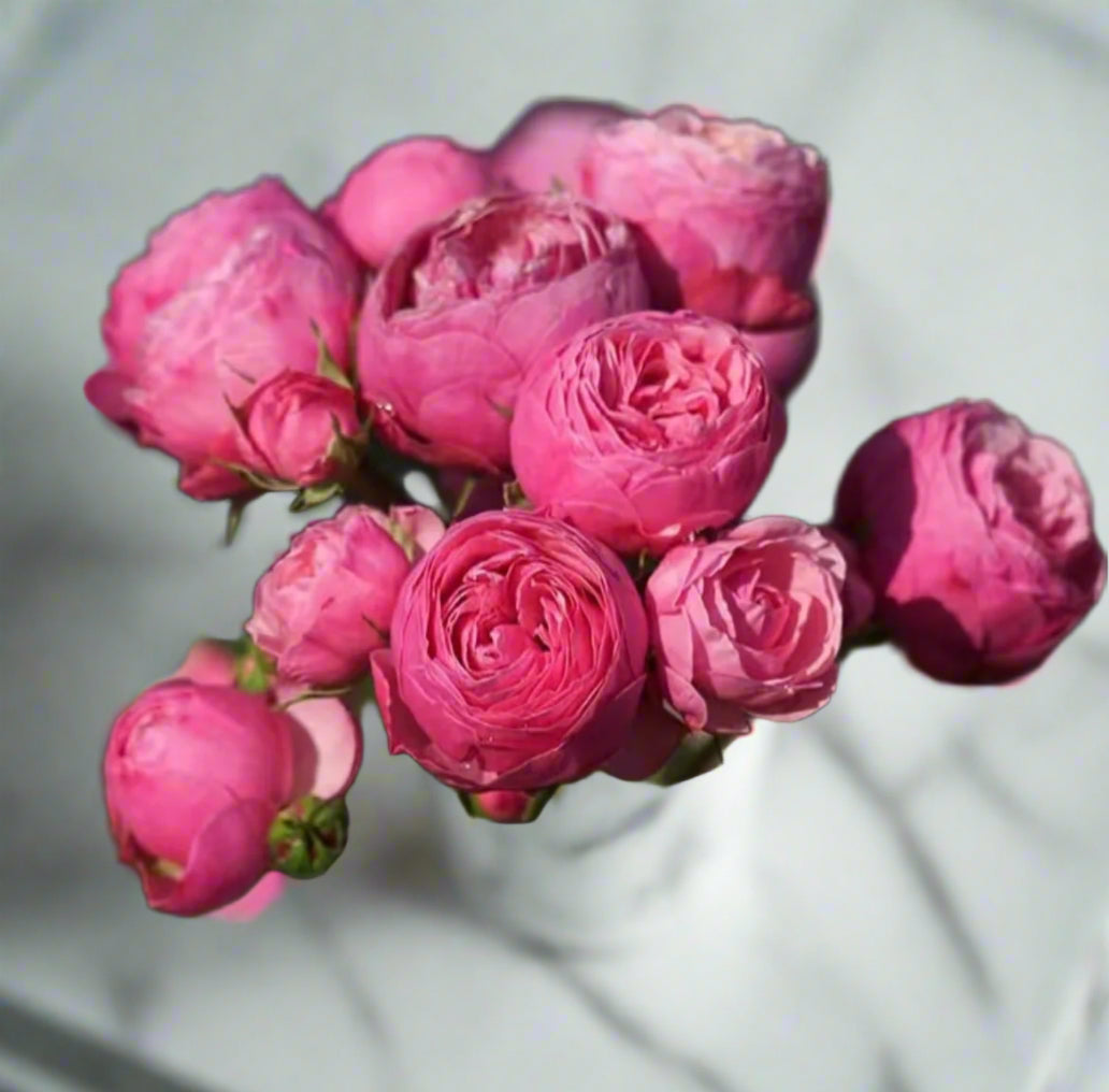 Pomponella – Deep Pink German Shrub Rose (Own Root)