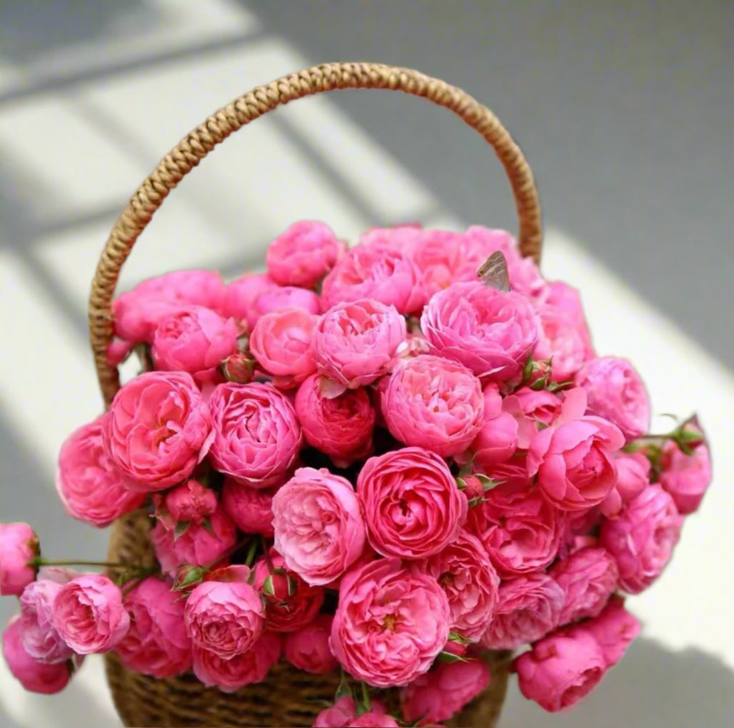 Pomponella – Deep Pink German Shrub Rose (Own Root)