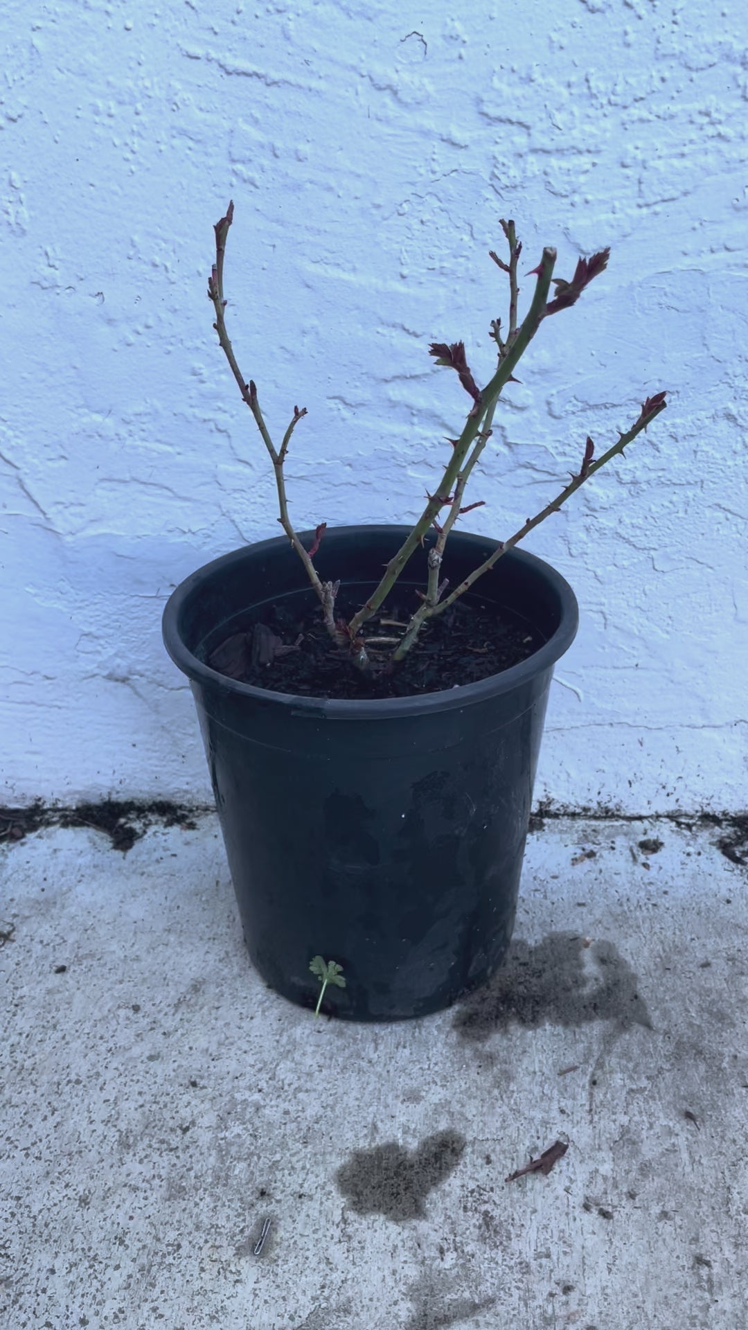 Lorena Summerhouse – VIP Florist Shrub Rose from Netherlands (Own Root)