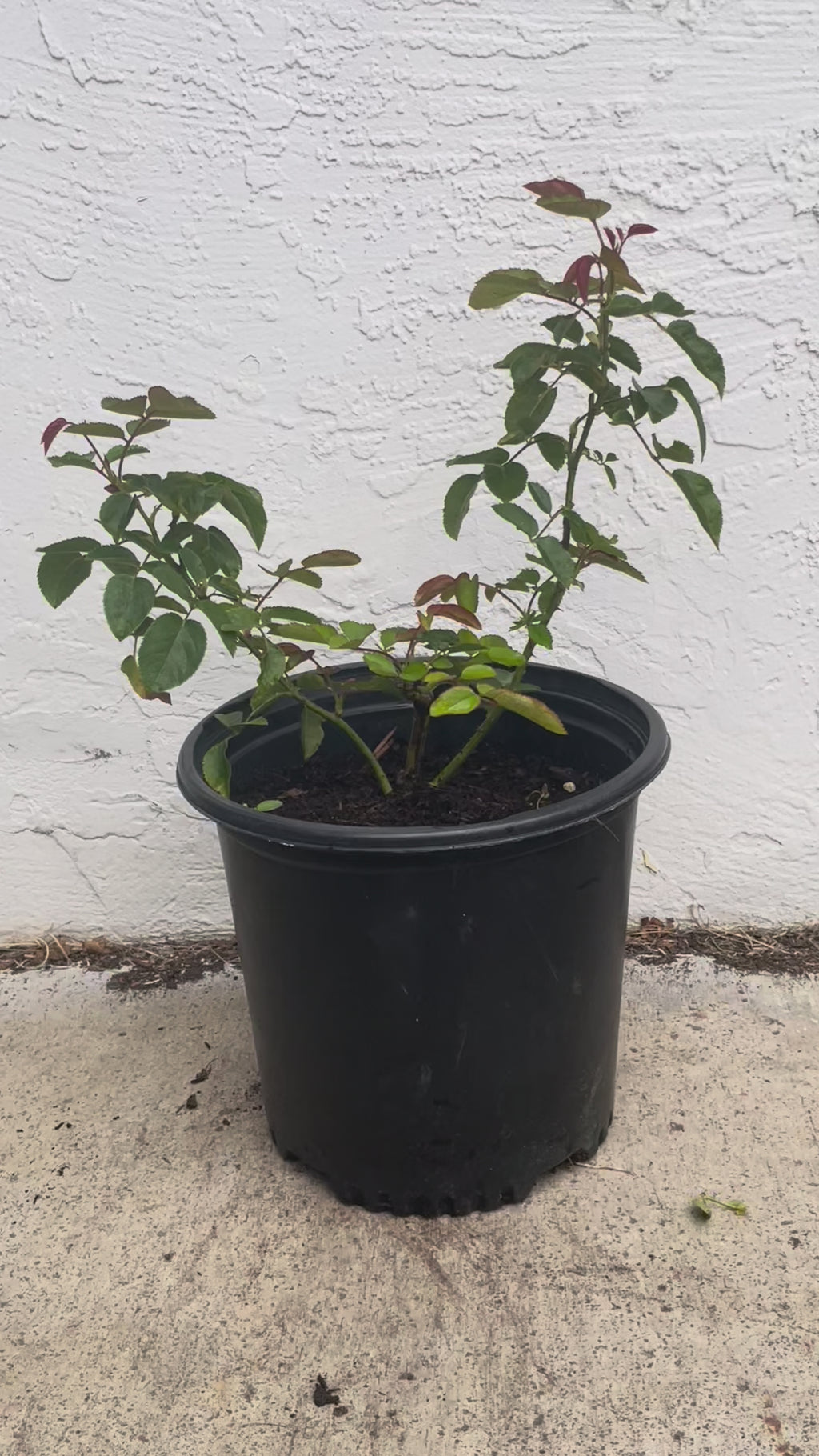 AUSimmon – Cherry-Pink English Wedding Rose by David Austin (Own Root)