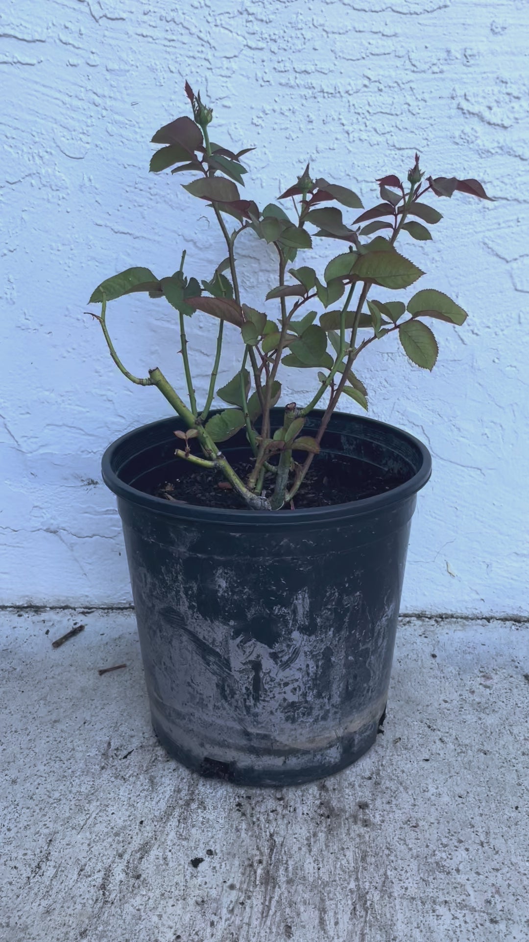 Victorian Peach | Netherlands Florist Shrub Rose | Peach-pink blooms | High disease resistance | Own root