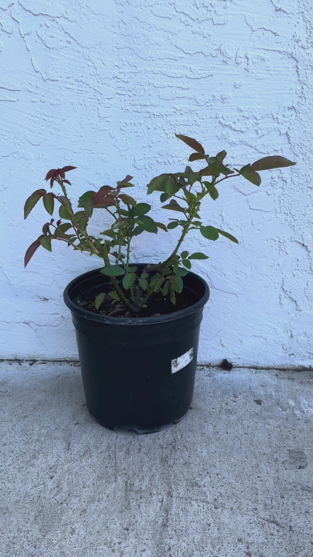 Romeo – Pink Chinese Florist Rose (Own Root)