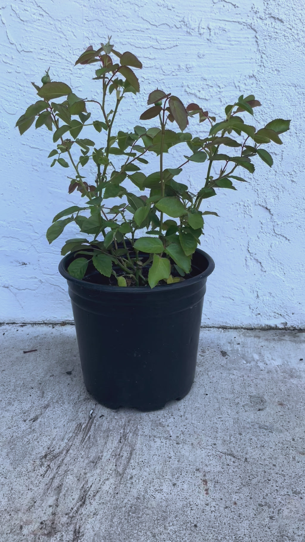 Catalina | Netherlands Florist Shrub Rose | Cheerful yellow blooms | Long vase life | Own root