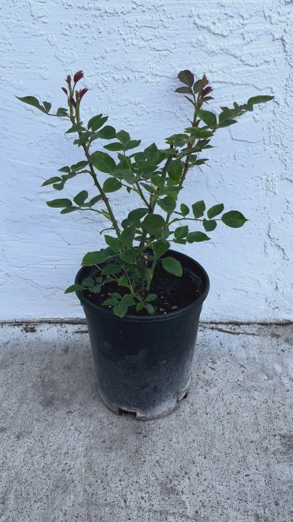 AUSwonder – Apricot-Pink English Shrub Rose by David Austin (Own Root)