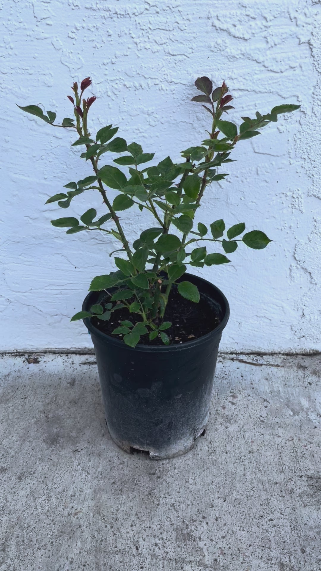 AUSwonder – Apricot-Pink English Shrub Rose by David Austin (Own Root)