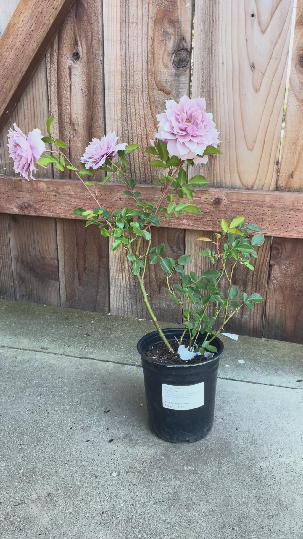 Huanzi (Magic Purple) – Color-Changing Chinese Shrub Rose (Own Root)