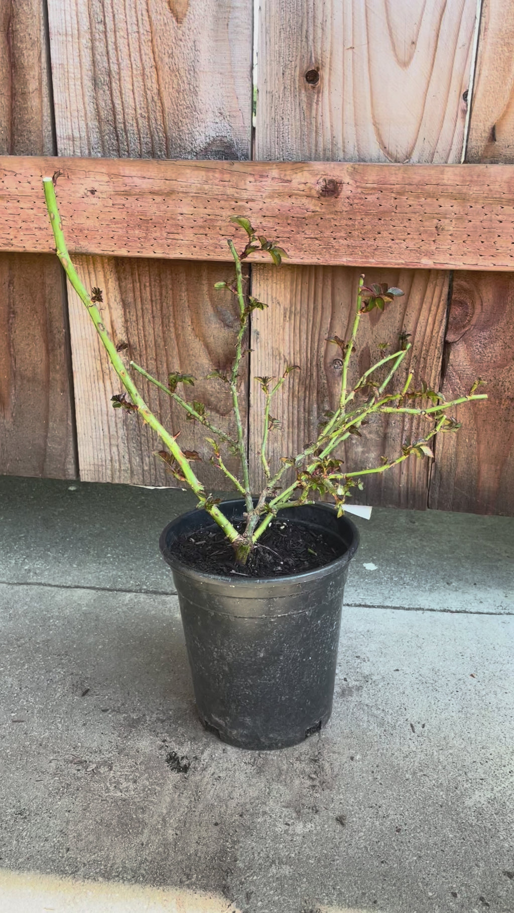 Florentina | Climbing Rose | Dark red nostalgic blooms | Moderate fragrance | Own root