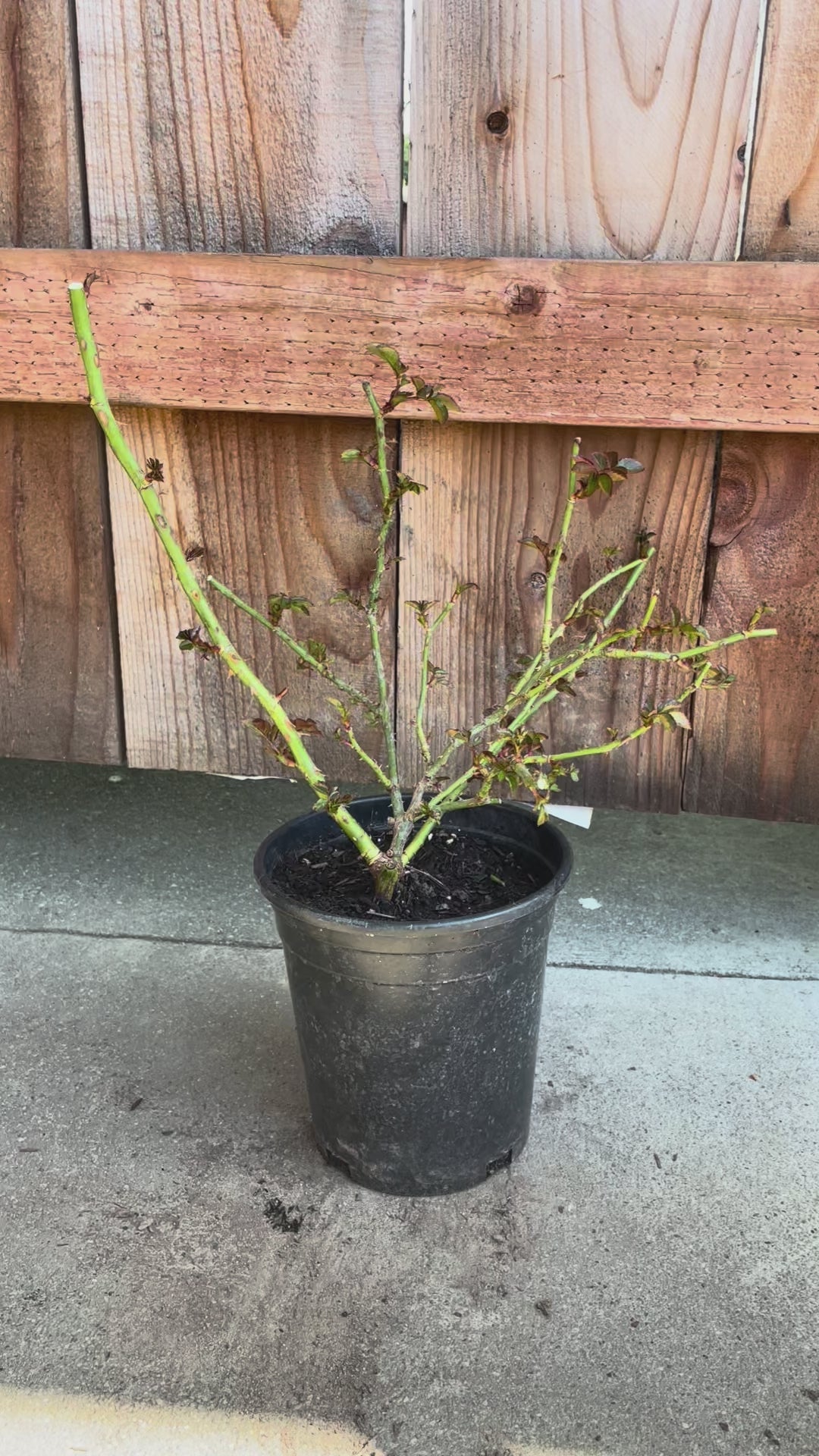 Florentina | Climbing Rose | Dark red nostalgic blooms | Moderate fragrance | Own root