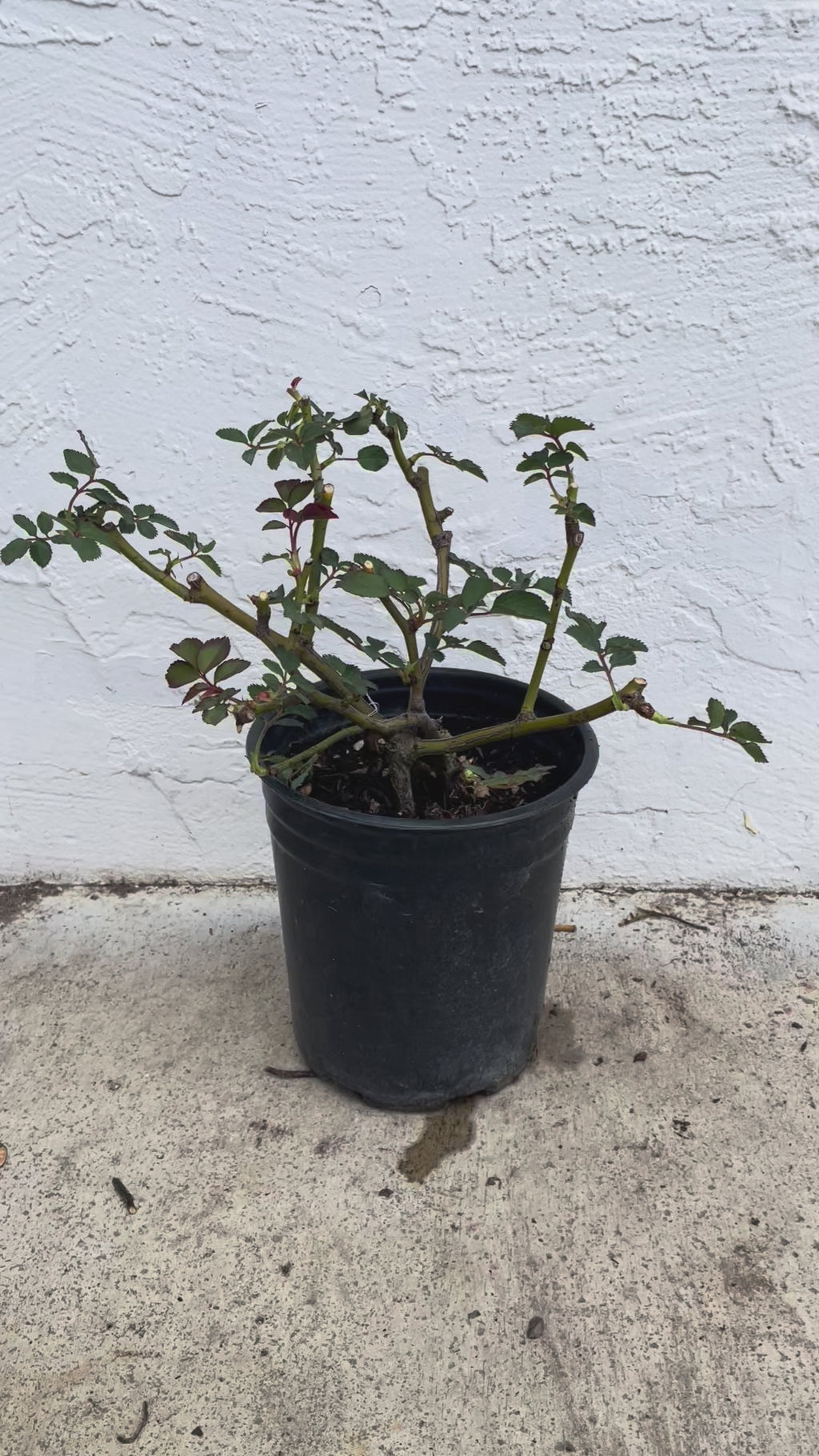 White Ashley – Milky-White German Florist Rose (Own Root)