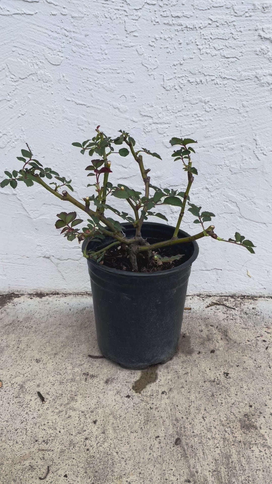 White Ashley – Milky-White German Florist Rose (Own Root)
