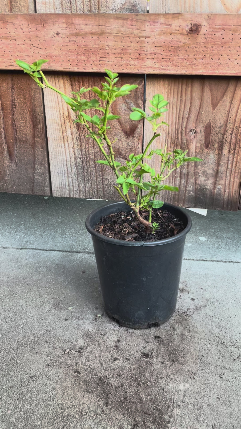 AUSsaucer | English Garden Shrub Rose | Exceptional bloom size | Old rose aroma | Own root