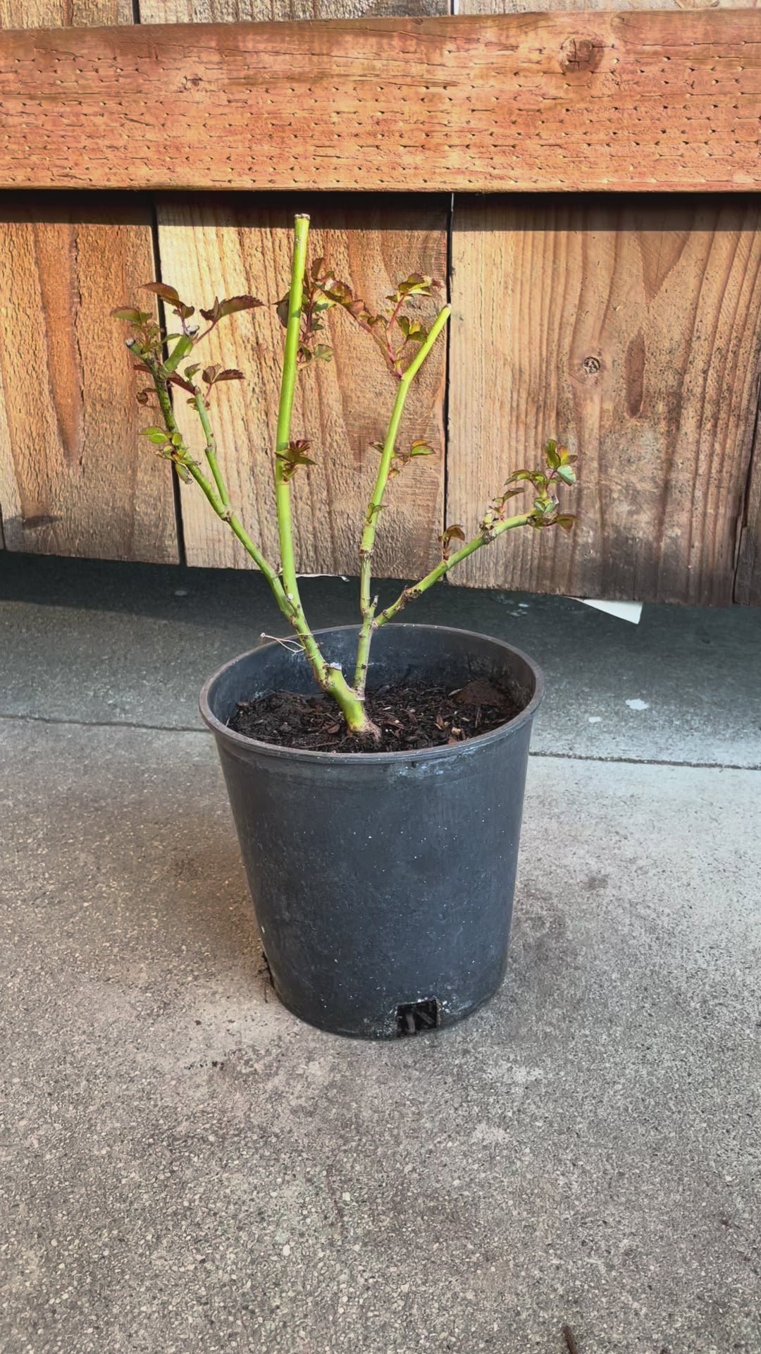 Single Malt – Pink-Brown Florist Shrub Rose from Netherlands (Own Root)