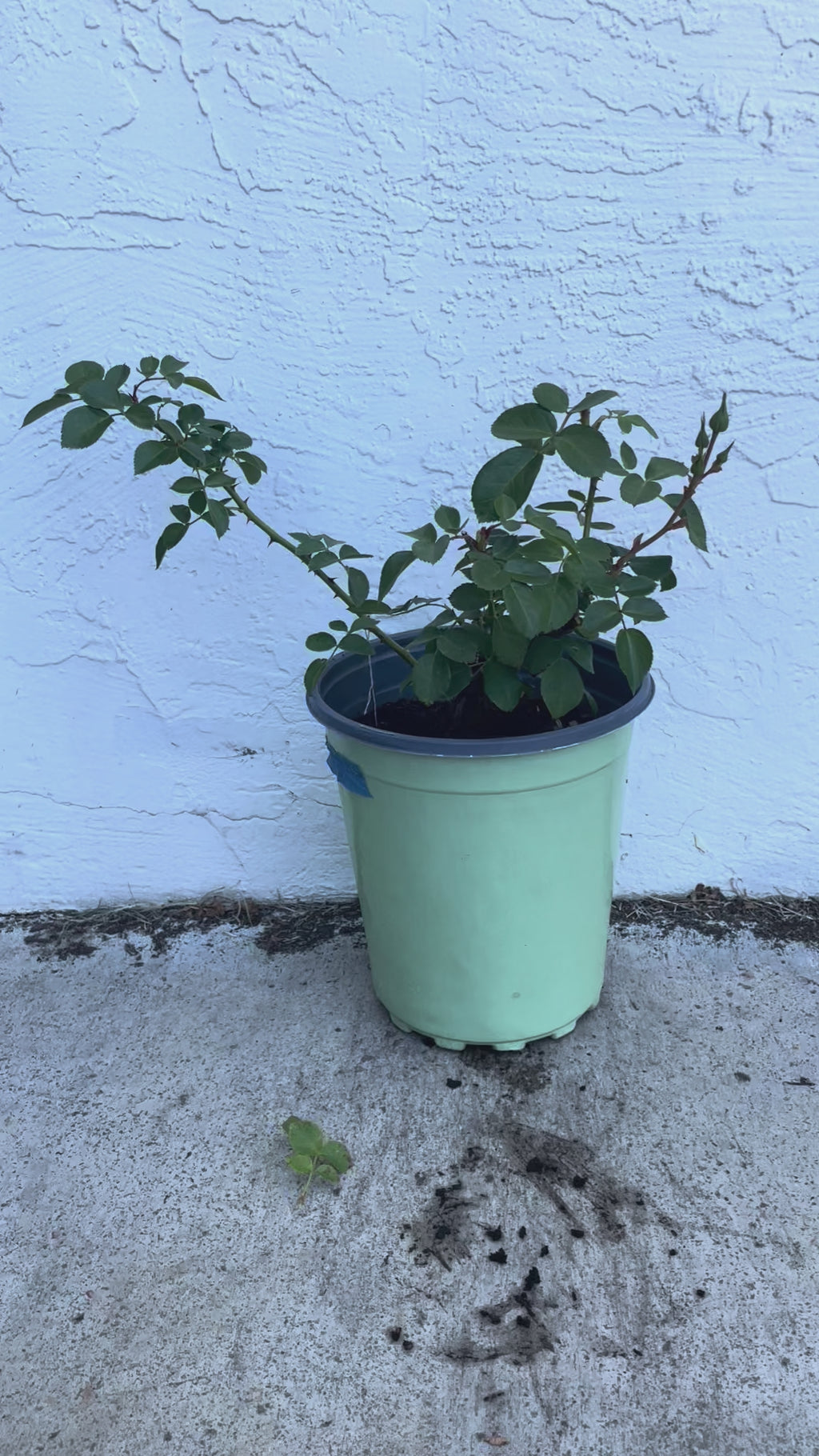 Pomponella – Deep Pink German Shrub Rose (Own Root)