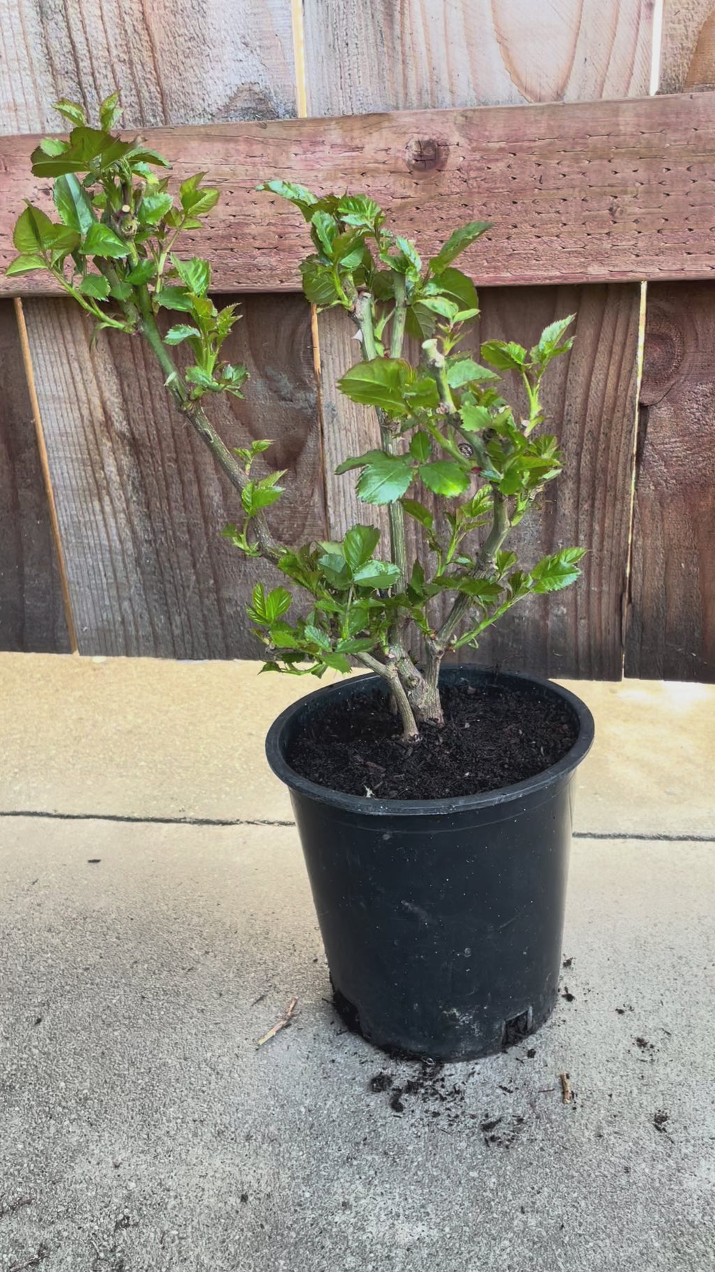 Zhushawan (Cinnabar Bowl) – Red & Orange Chinese Cutting Rose (Own Root)