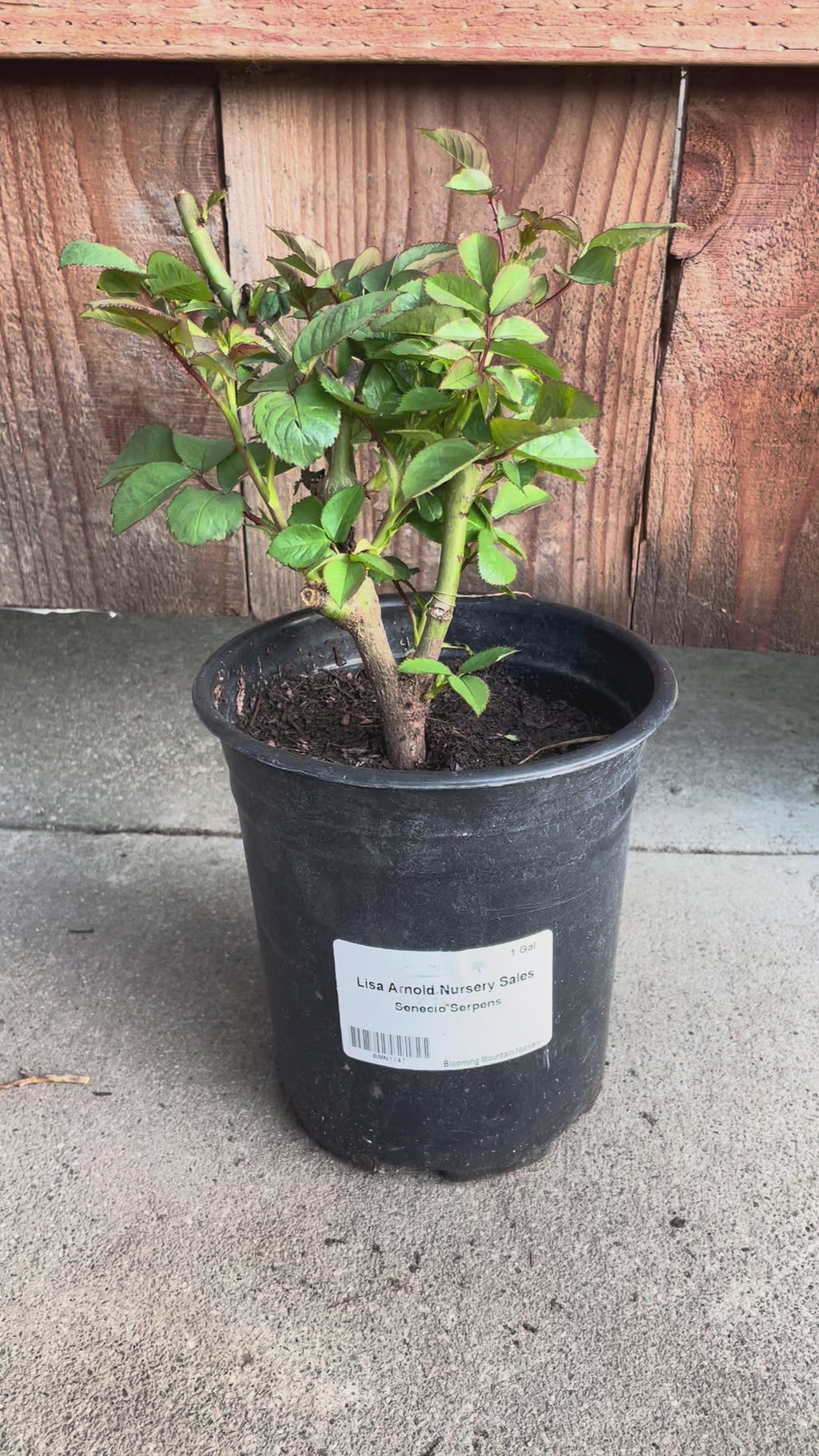 White O’Hara | French Florist Shrub Rose | Long vase life | Strong lavender fragrance | Own root