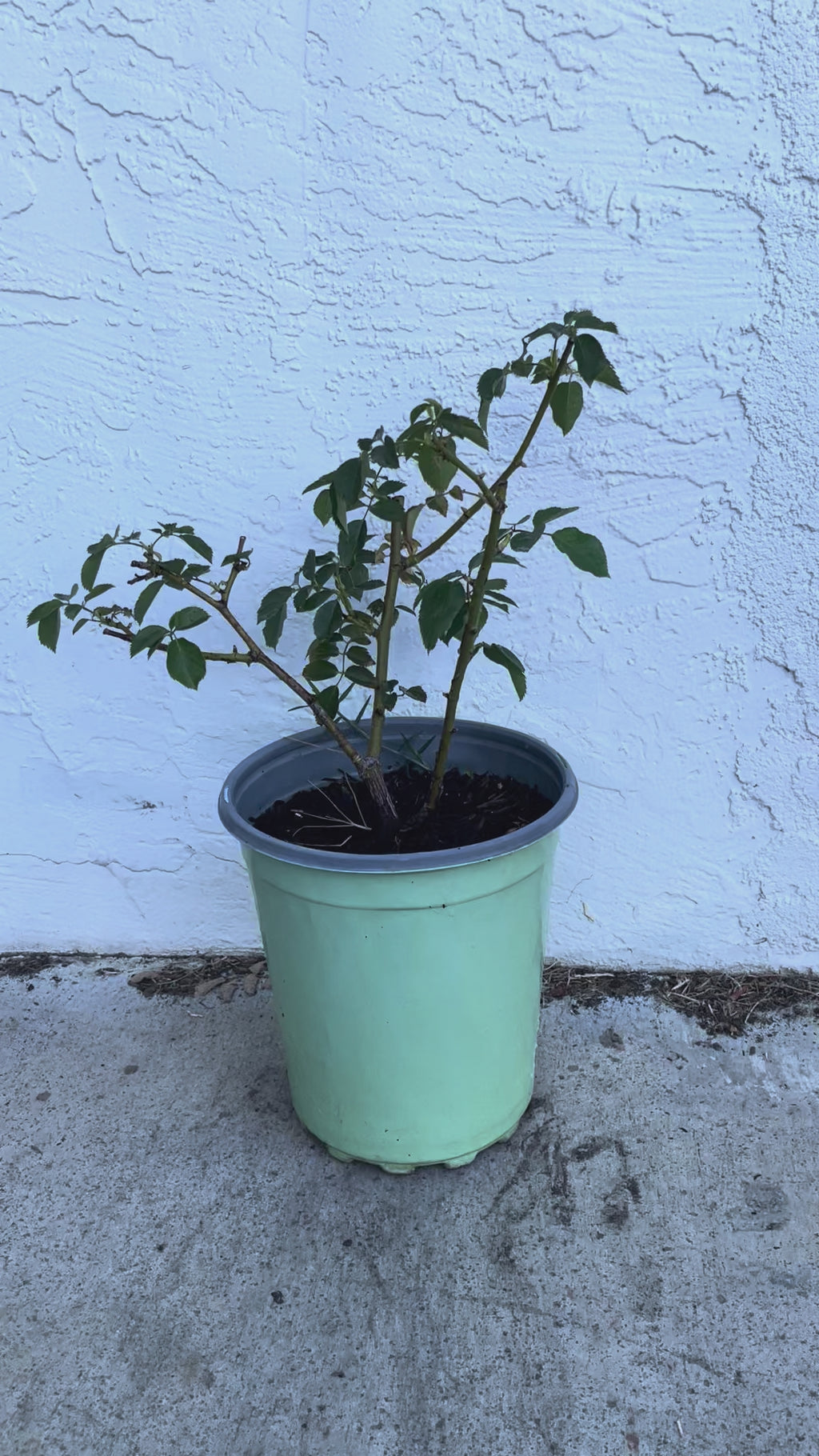 Lu Ning Xiang (Dew Serenade) – Fragrant Lavender Chinese Rose (Own Root)