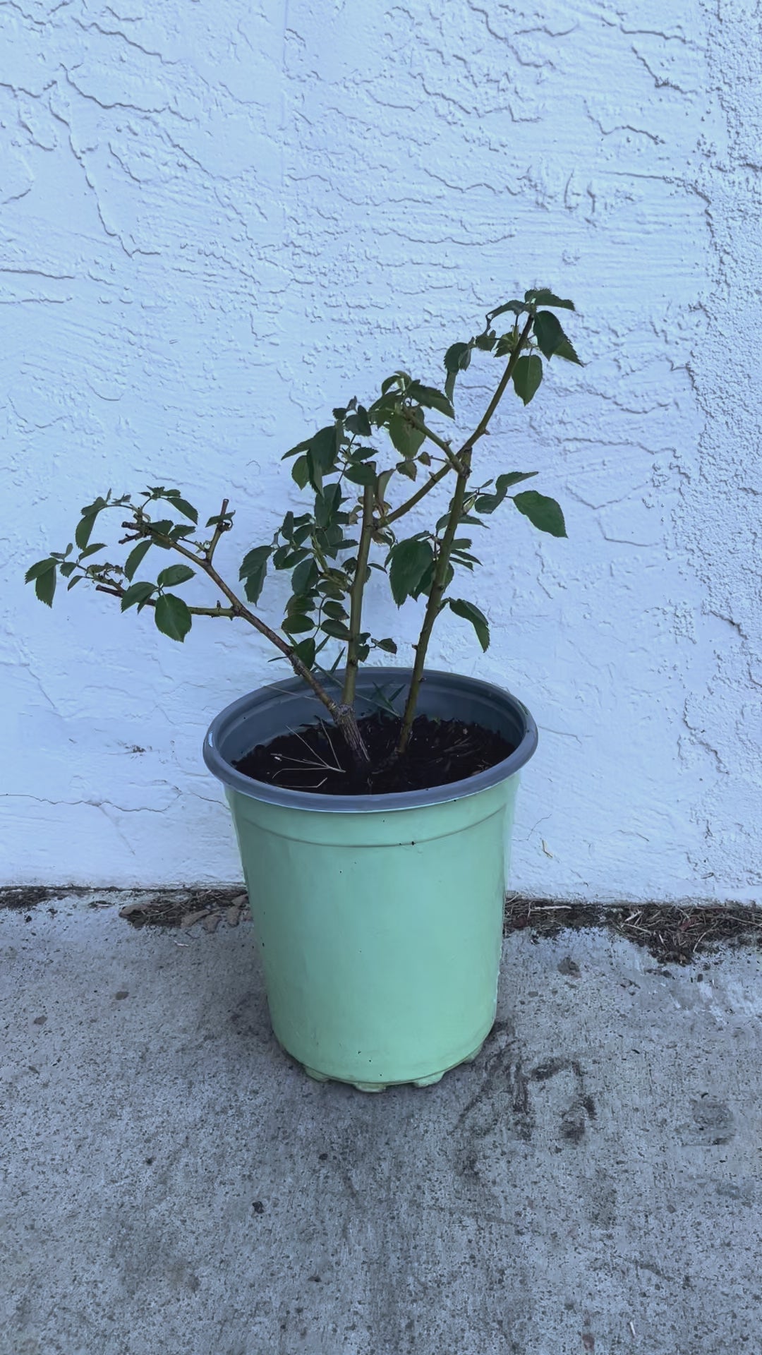 Lu Ning Xiang (Dew Serenade) – Fragrant Lavender Chinese Rose (Own Root)