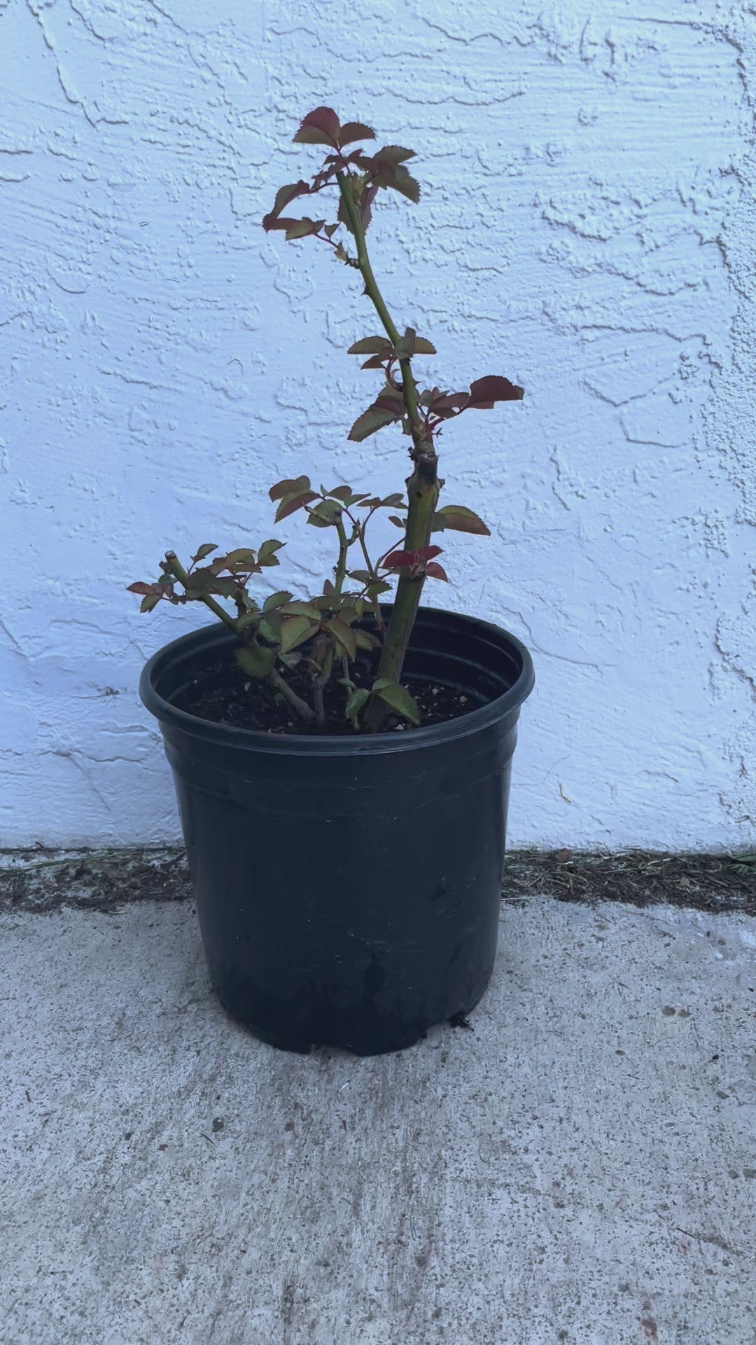 Victorian Secret – Coral-Pink Florist Shrub Rose from Netherlands (Own Root)