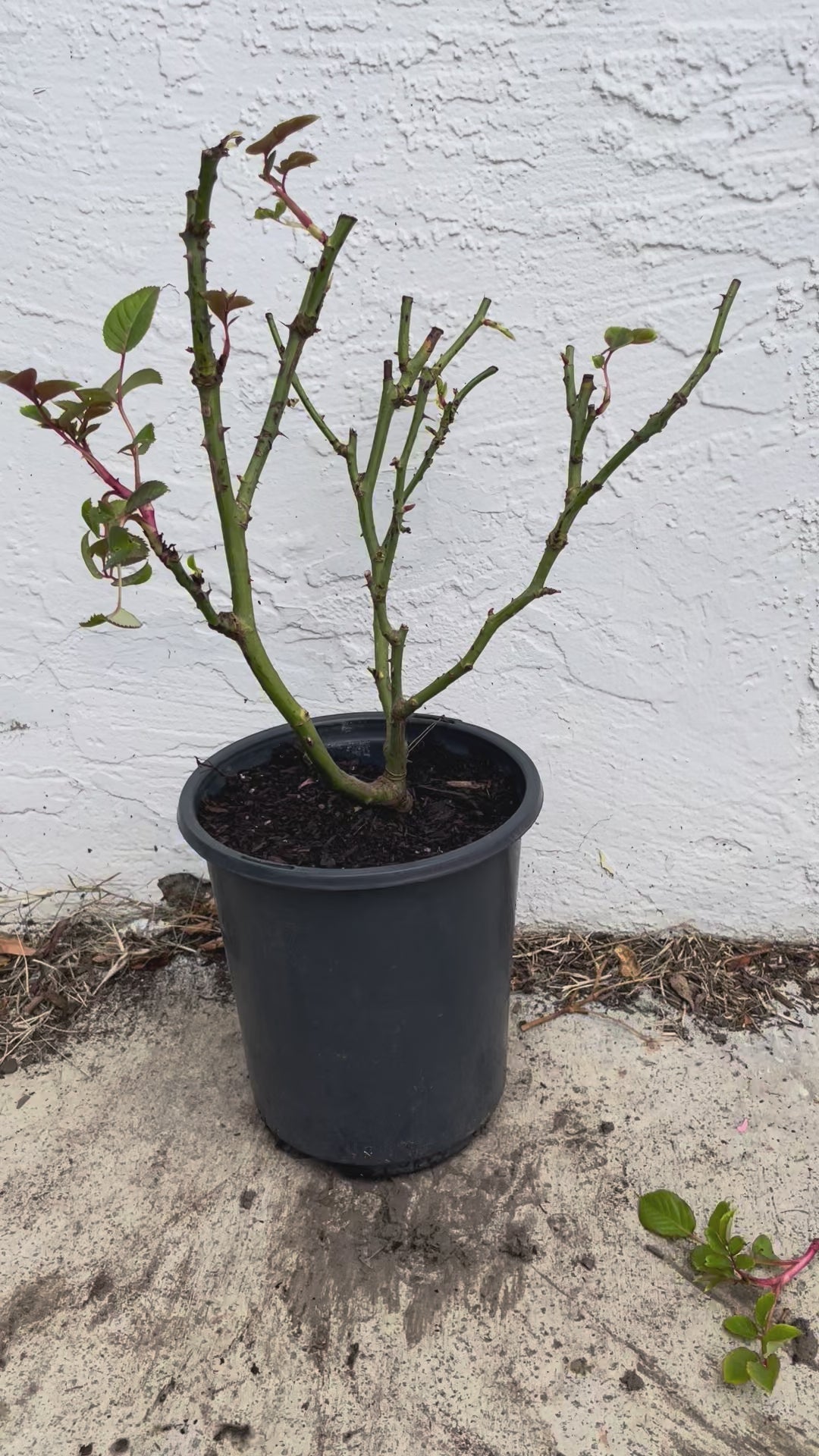 AUSjameson – Deep Peach-Apricot English Wedding Rose (Own Root)