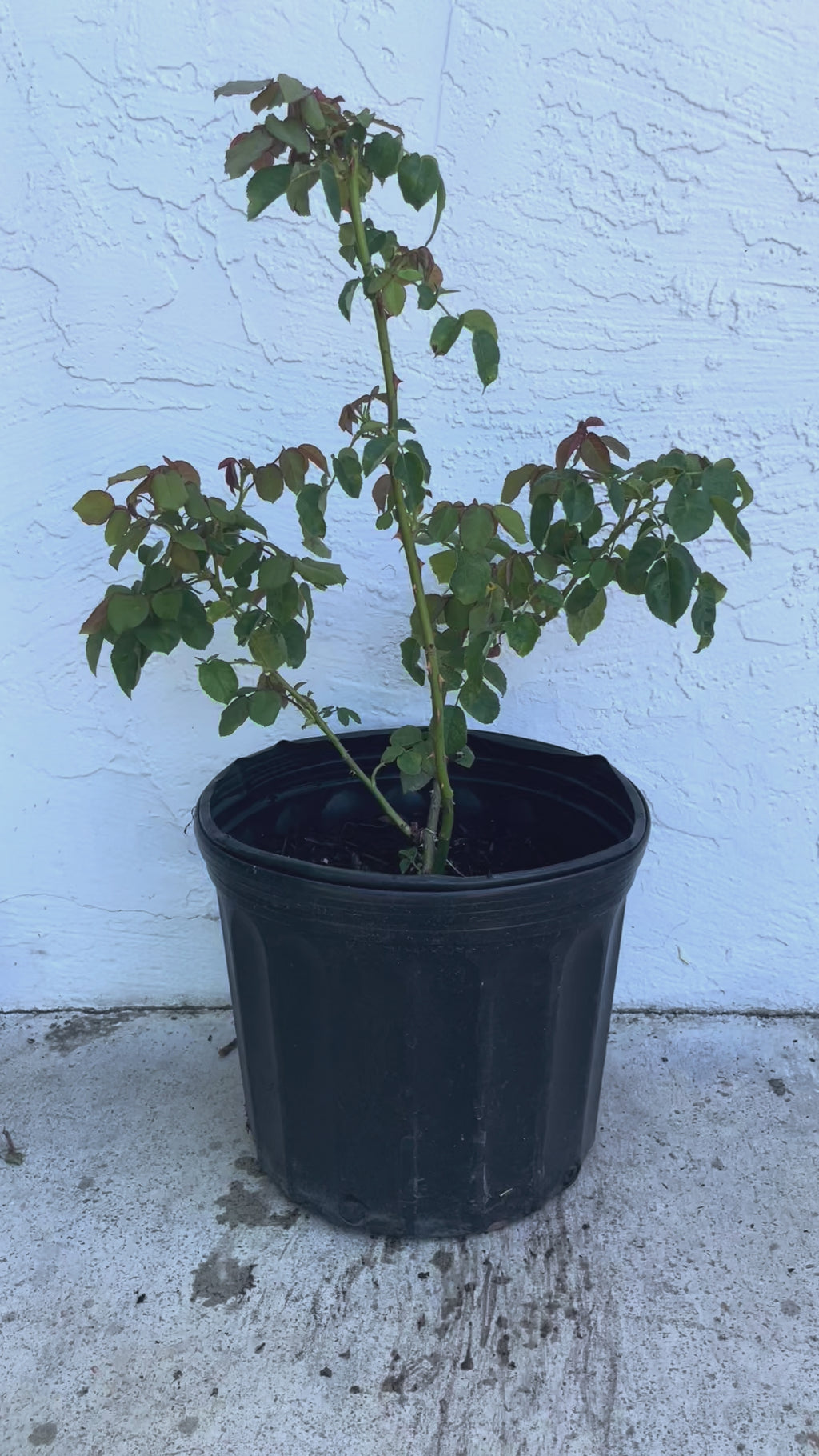 Hanxian – Apricot & Pink Chinese Climbing Rose (Own Root)