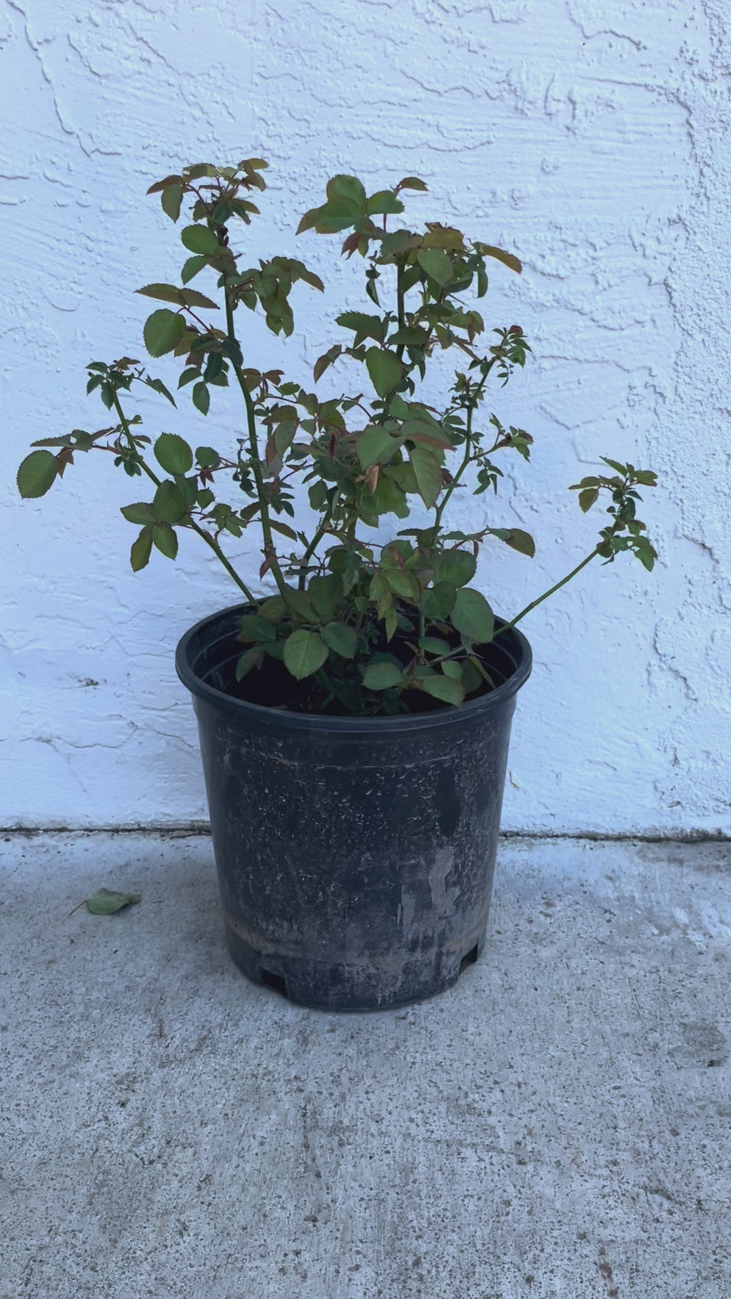 Yinyin Qing (Faint Blue) – Fragrant Lavender Chinese Shrub Rose (Own Root)