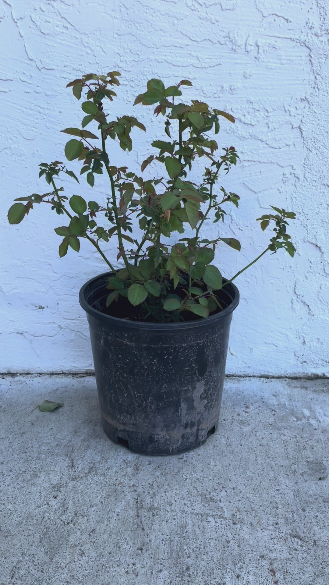 Yinyin Qing (Faint Blue) – Fragrant Lavender Chinese Shrub Rose (Own Root)