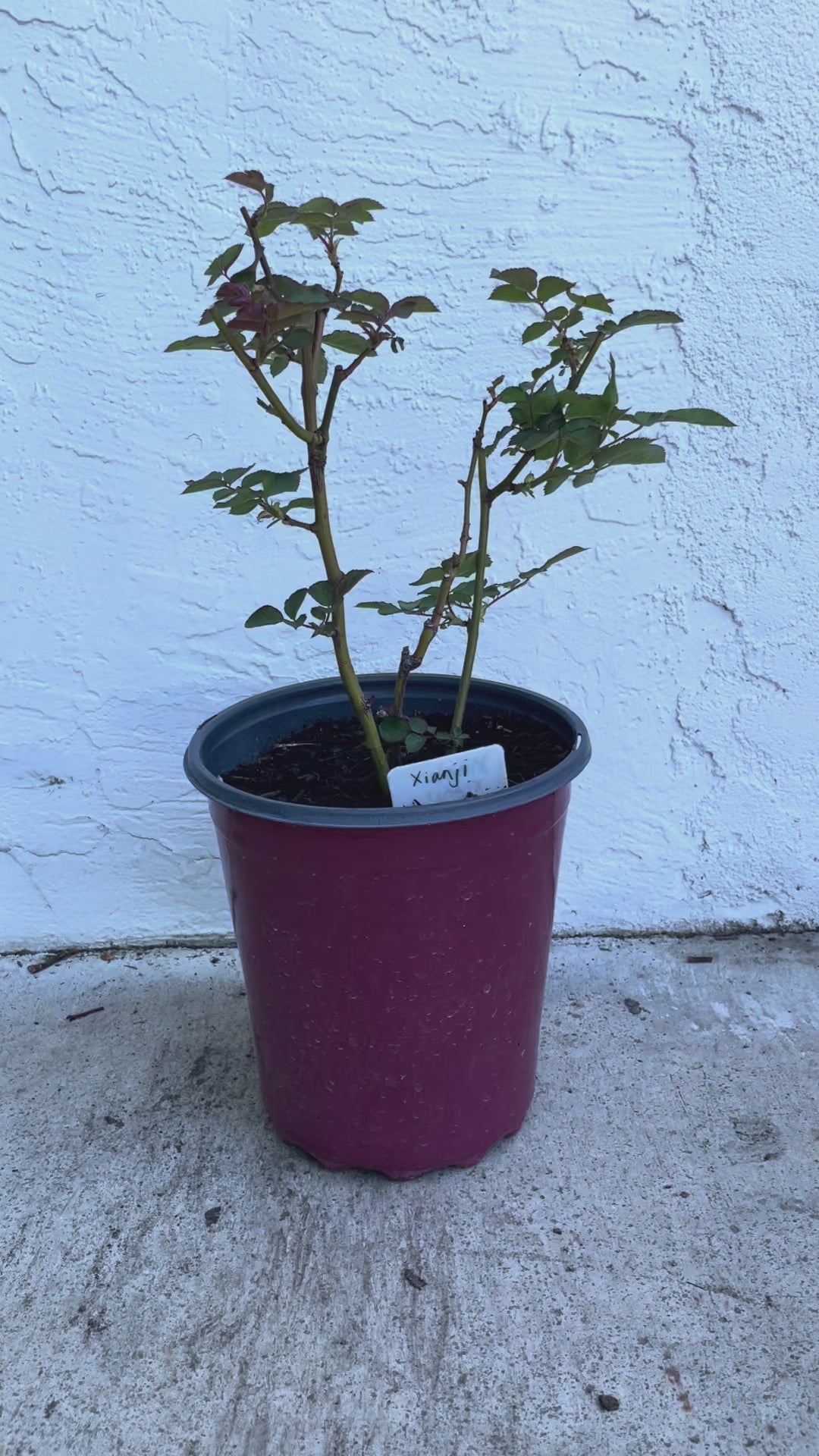 Xianji (仙姬) – Fragrant Pink Garden Shrub Rose from China (Own Root)