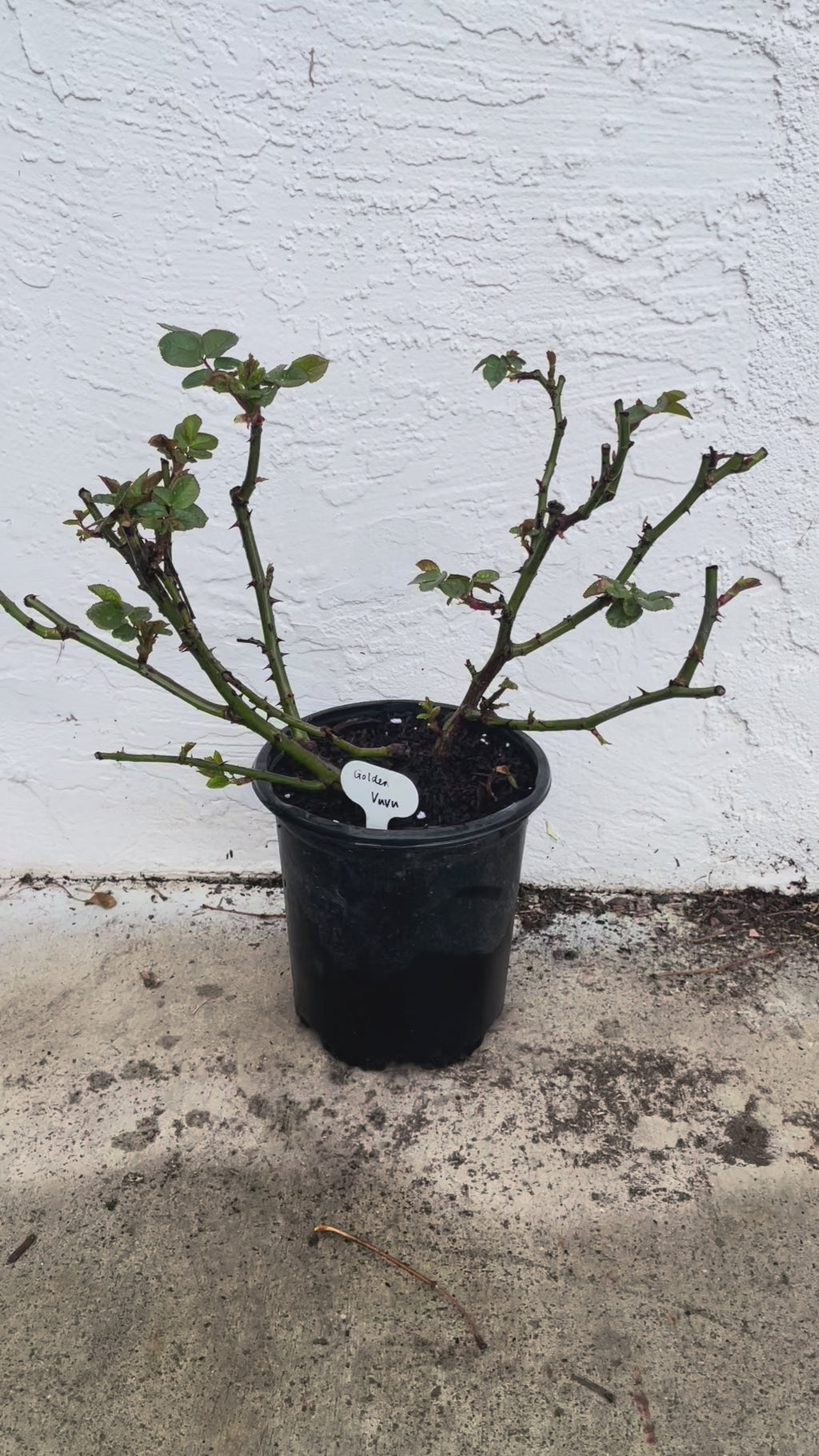 Golden Vuvuzela | Netherlands Florist Shrub Rose | Yellow heart with pink petals | Strong fragrance | Own root