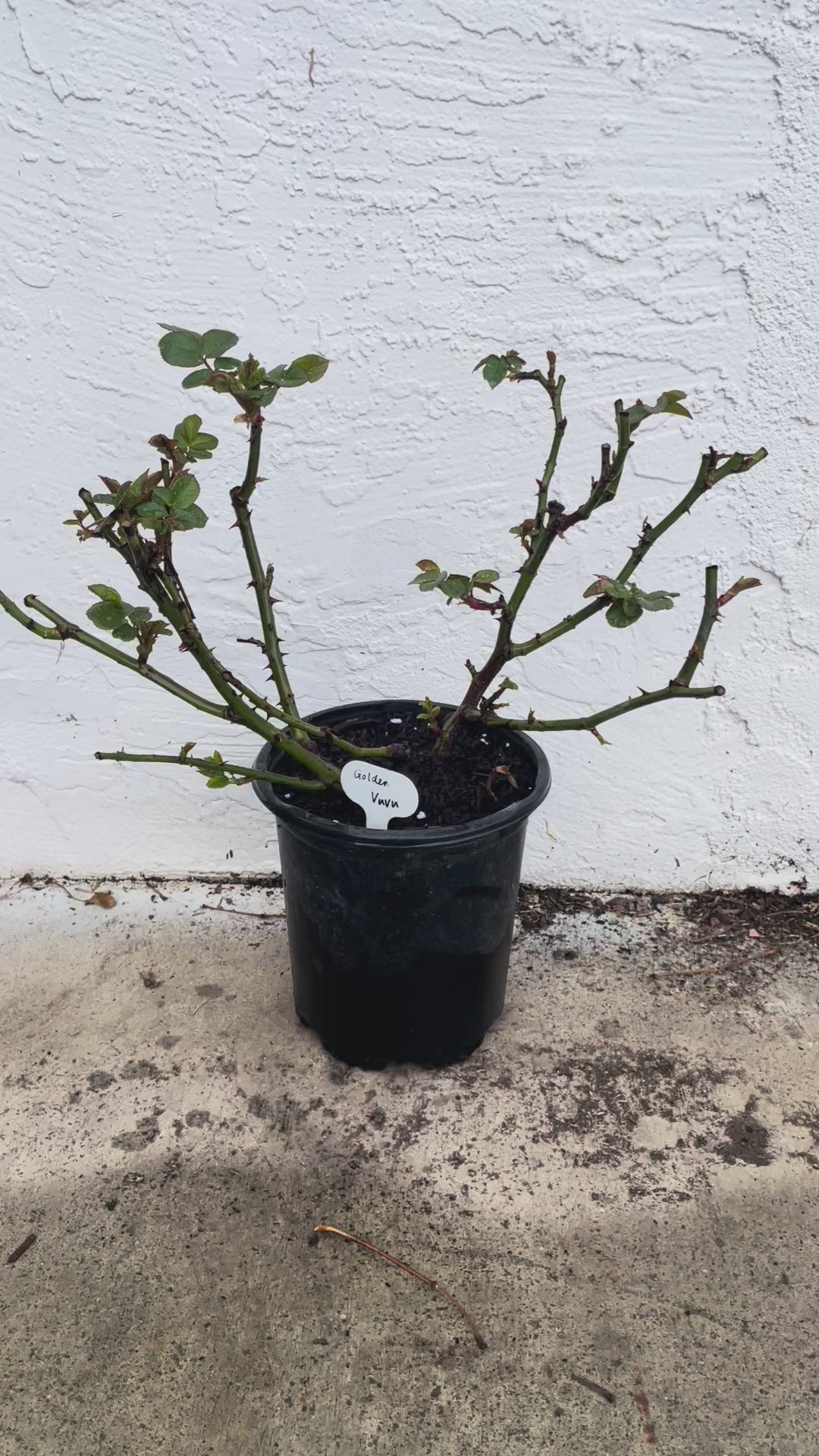 Golden Vuvuzela | Netherlands Florist Shrub Rose | Yellow heart with pink petals | Strong fragrance | Own root