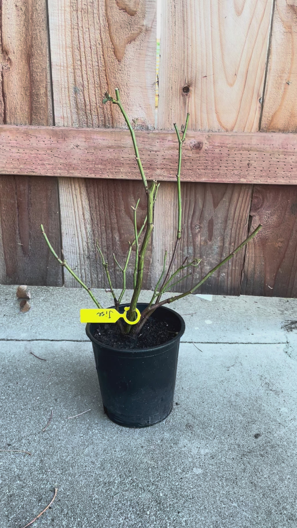 Ji Se – Fragrant Lilac Chinese Shrub Rose (Own Root)