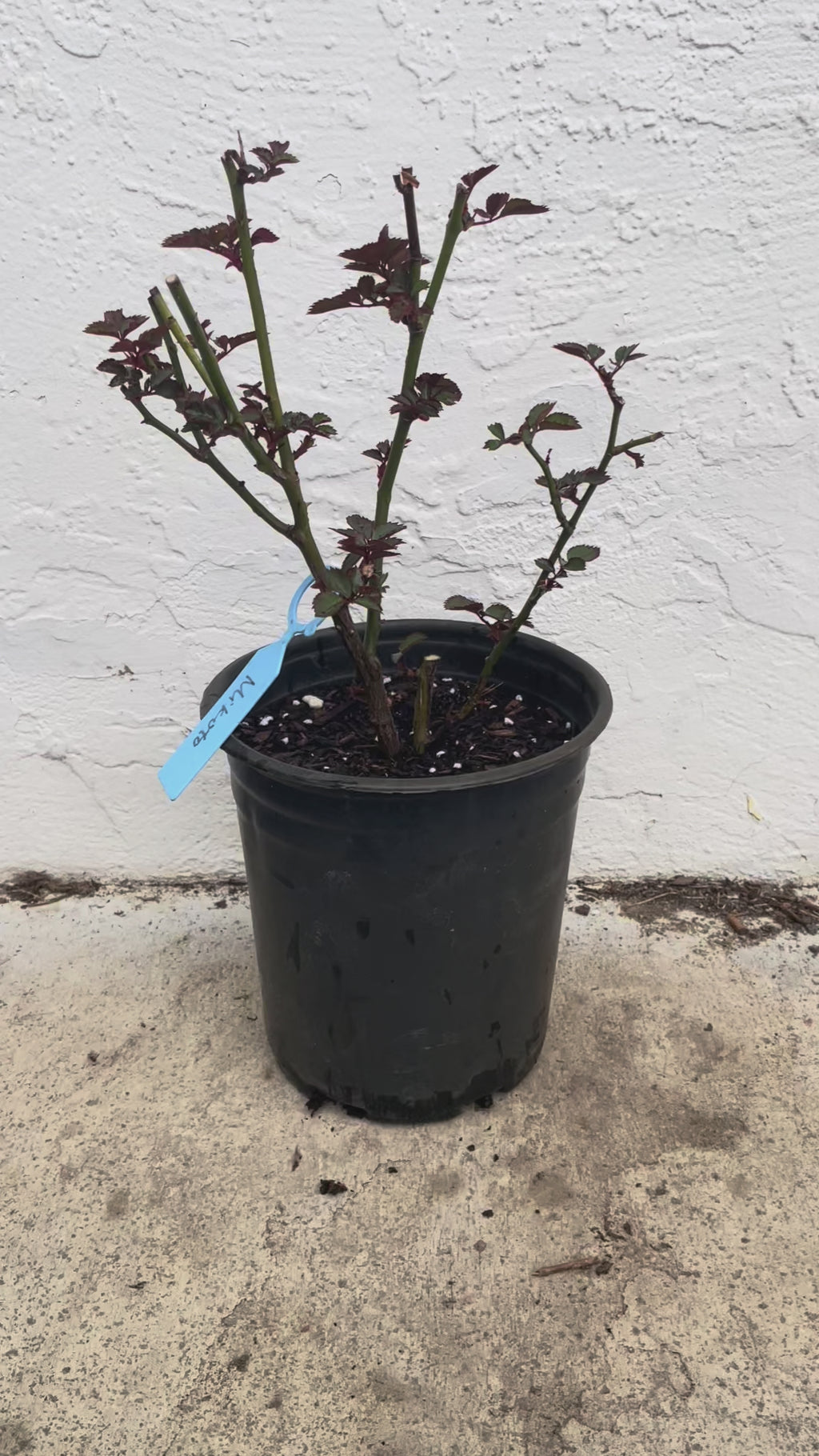 Mikoto | Japanese Florist Shrub Rose | Peach-pink cup blooms | Damask-fruity fragrance | Own root