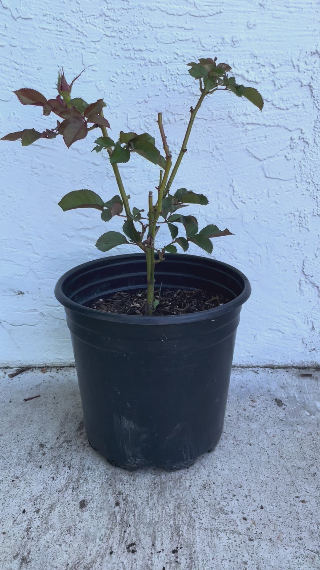Pimms – Brown-Pink Florist Shrub Rose from the Netherlands (Own Root)