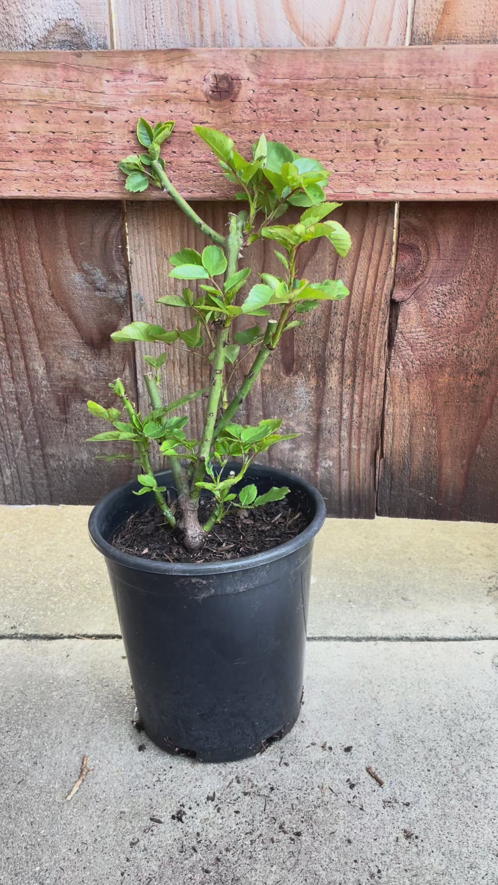 Neo Cherry Shallow – Pink & White Japanese Florist Rose (Own Root)