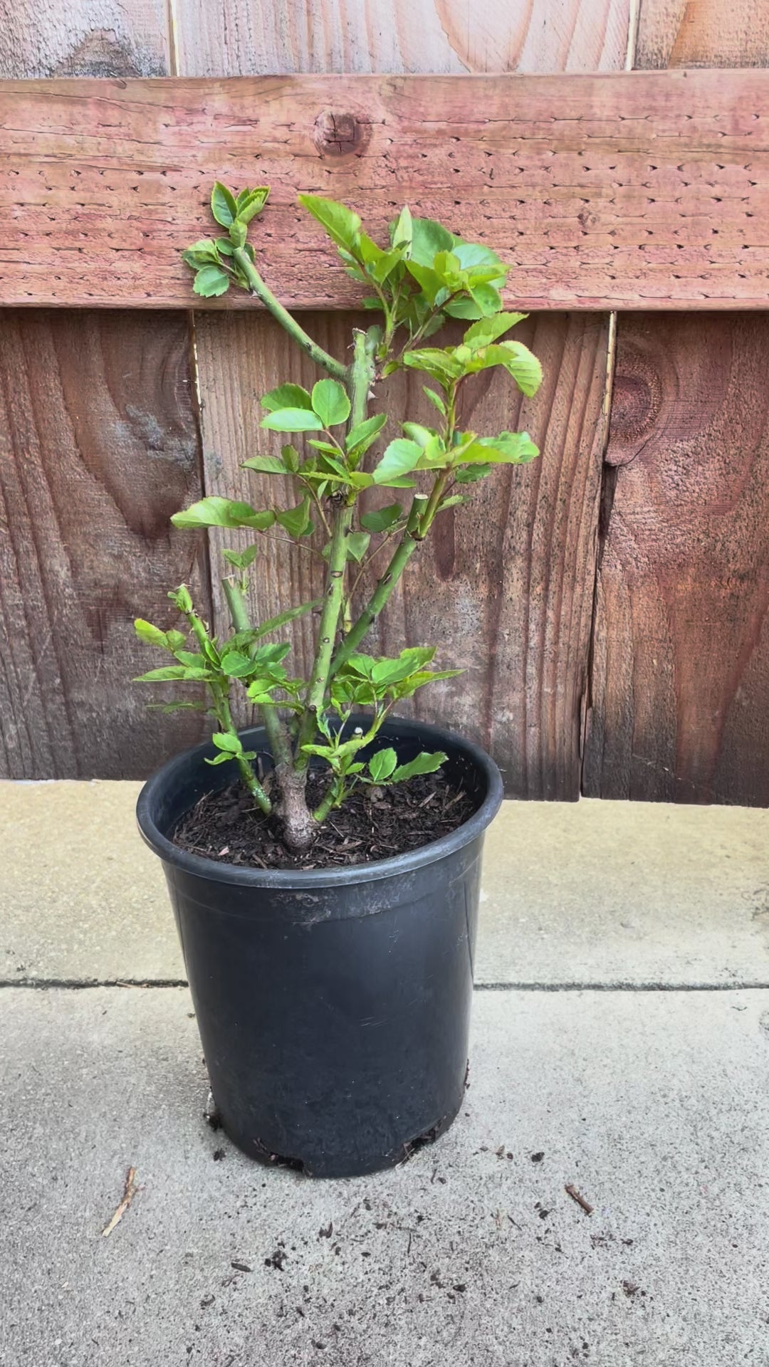 Neo Cherry Shallow – Pink & White Japanese Florist Rose (Own Root)