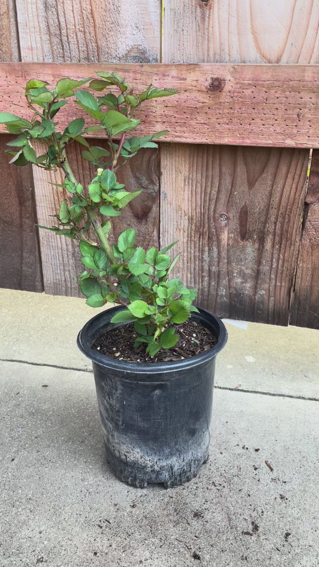 Menta – Grey-Lavender Florist Shrub Rose from Netherlands (Own Root)