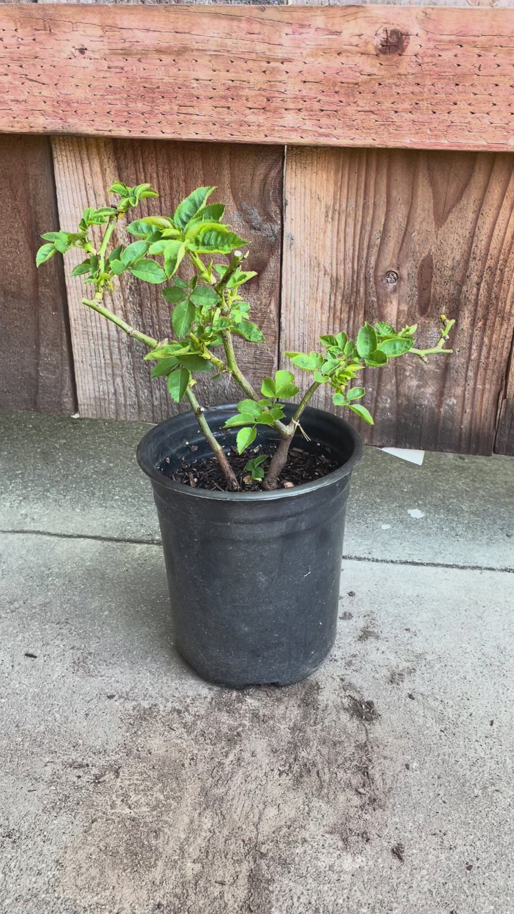 Sweet Menta – Pale Pink Florist Shrub Rose from the Netherlands (Own Root)