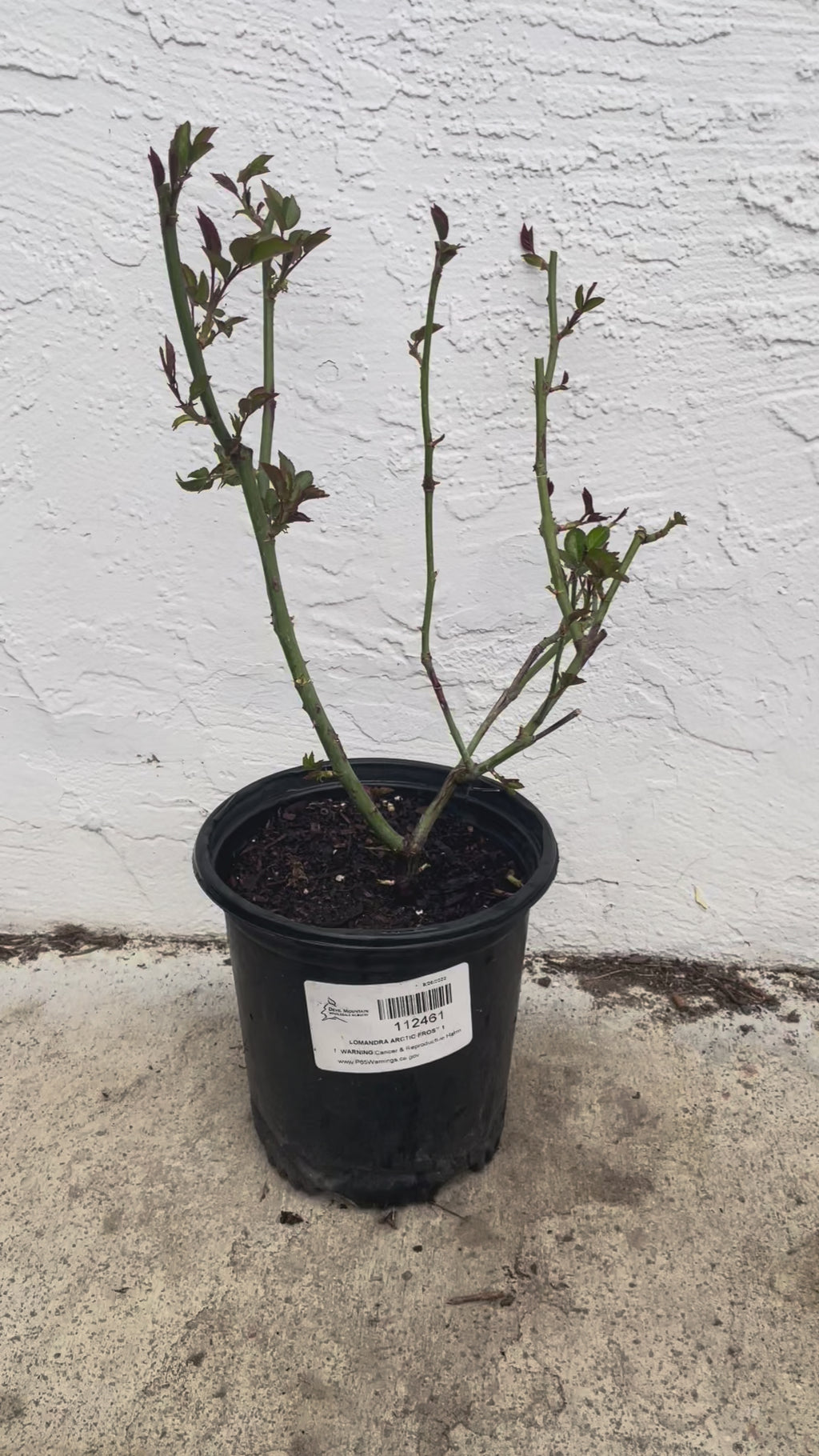 Xiang Sai Xue | Blush Snow | Chinese Florist Shrub Rose | Light pink-apricot cup blooms | Strong fragrance | Own root