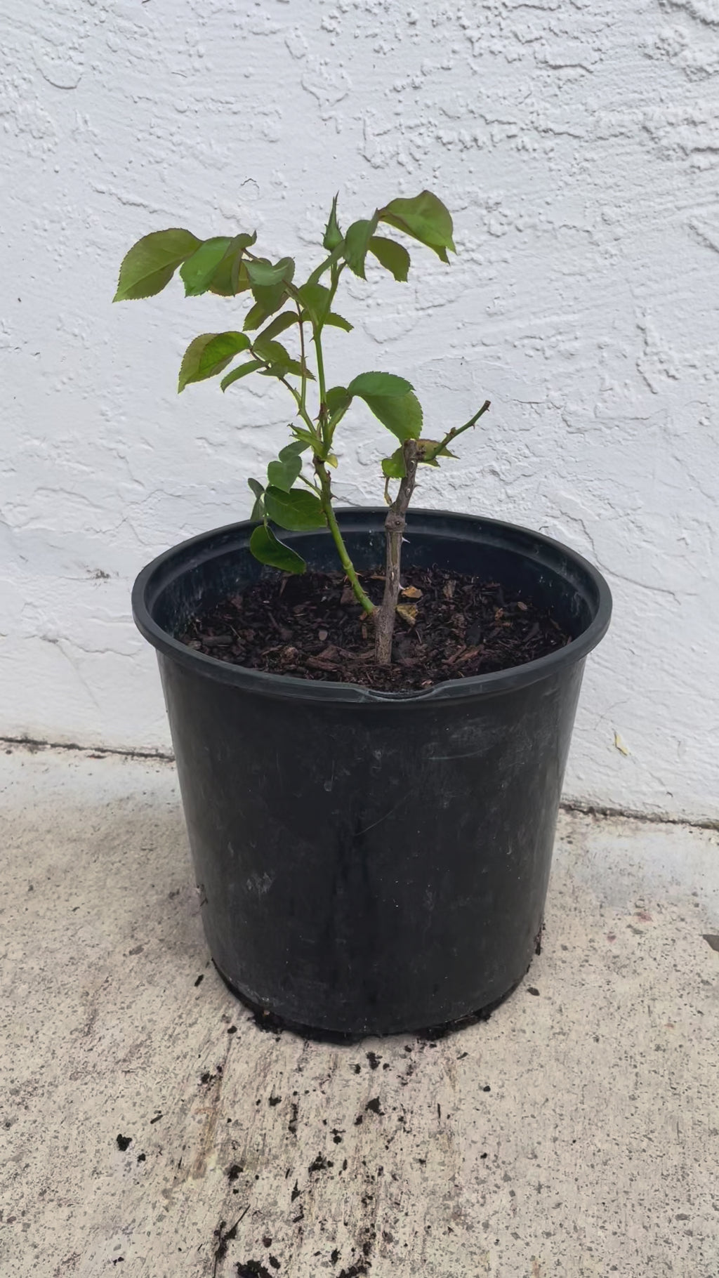 Senlitsu (Melody) – Pink & Lavender Japanese Wabara Rose (Own Root)