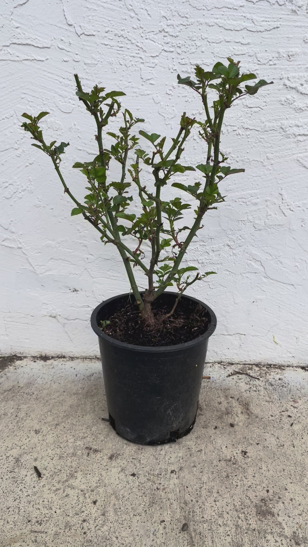 Juicy Terrazza – Coral-Orange Dutch Patio Rose (Own Root)