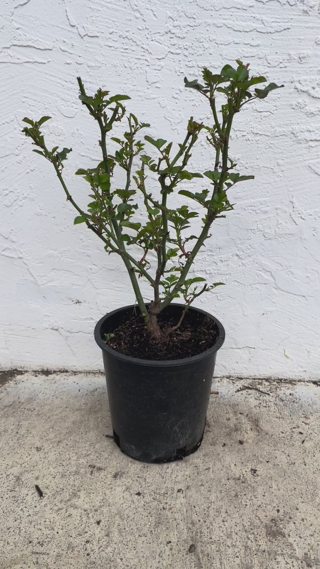 Juicy Terrazza – Coral-Orange Dutch Patio Rose (Own Root)
