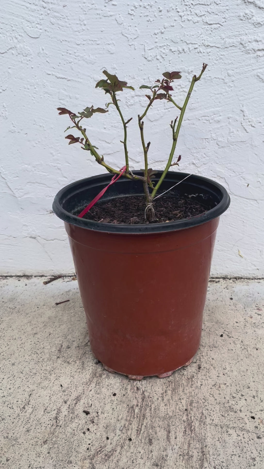 AUShunter | English Garden Shrub Rose | Strong fruity fragrance | Large bloom | Own root