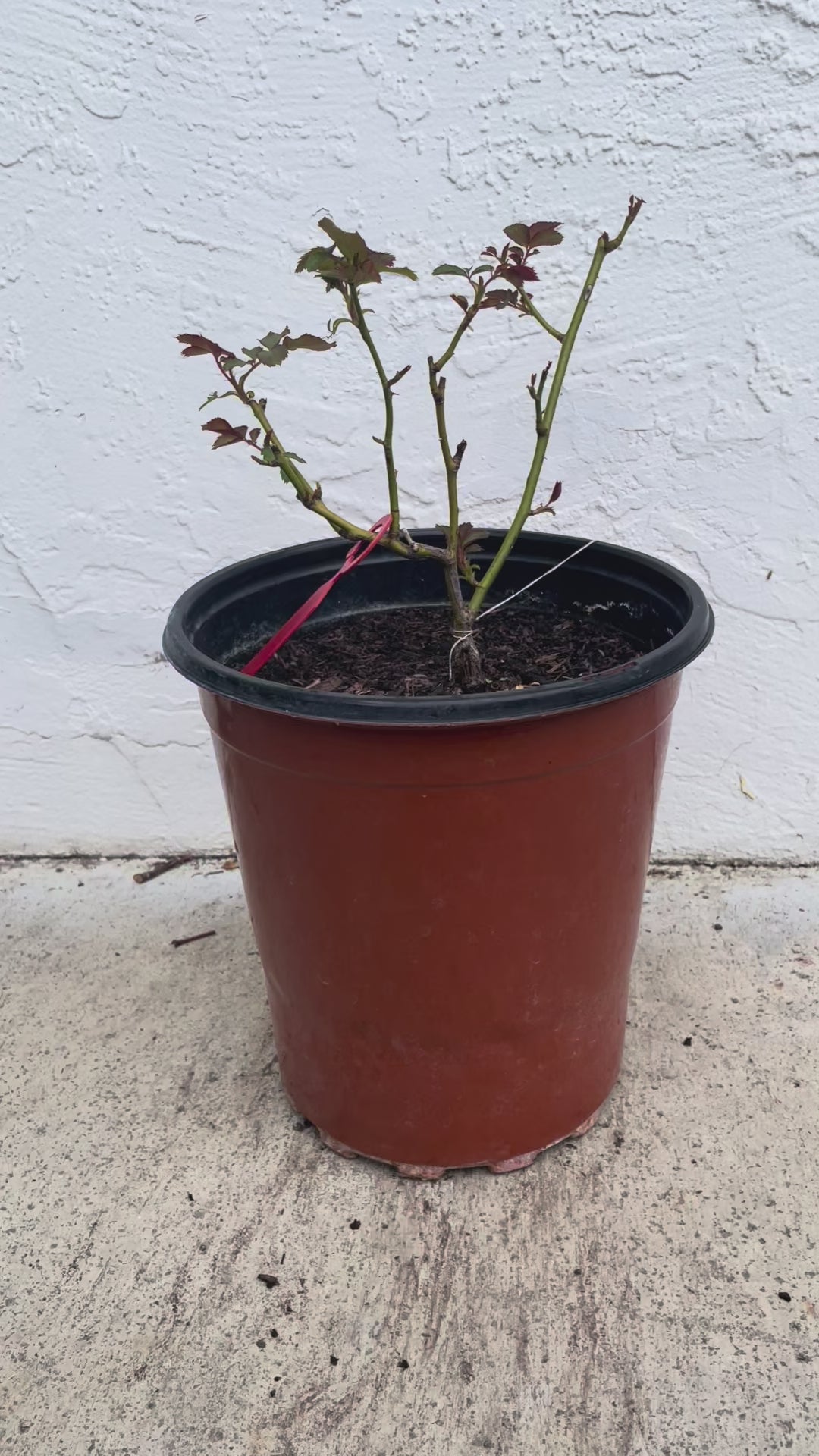 AUShunter | English Garden Shrub Rose | Strong fruity fragrance | Large bloom | Own root