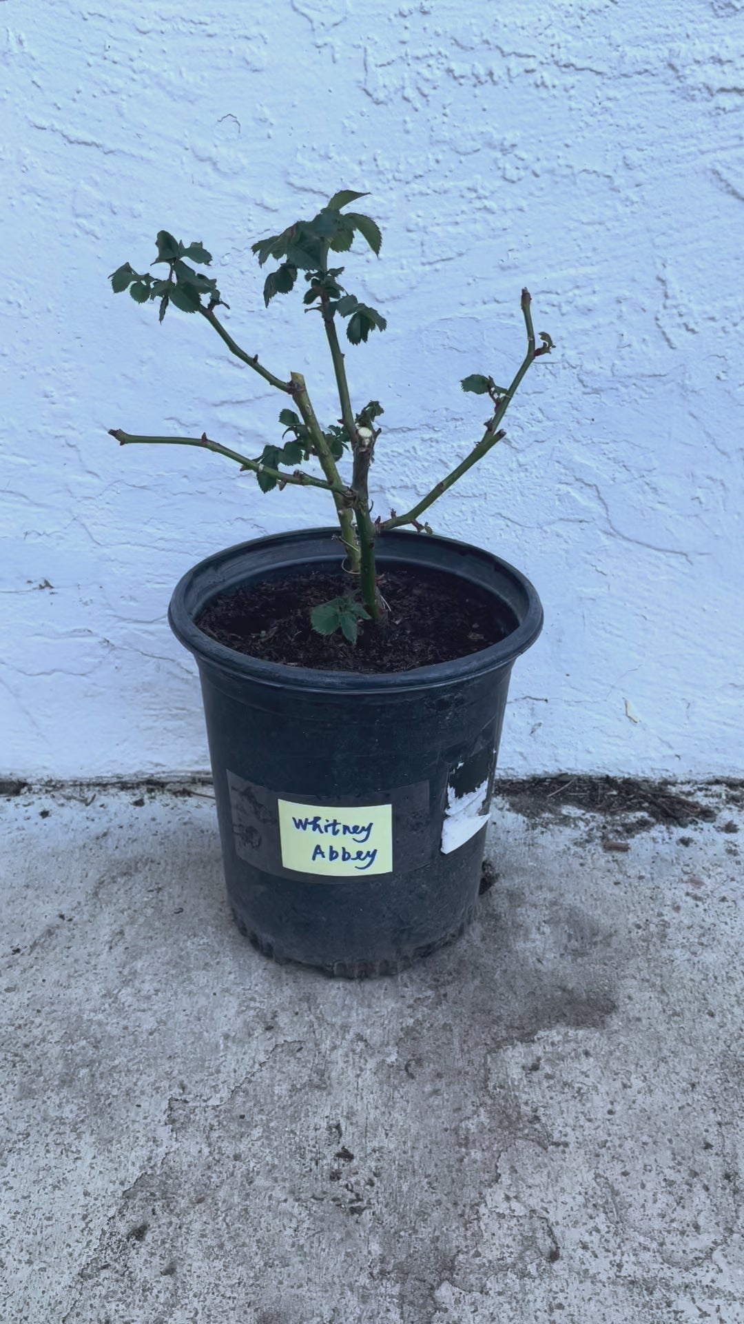 Whitbey Abbey – Ivory & Salmon Dutch Florist Rose (Own Root)