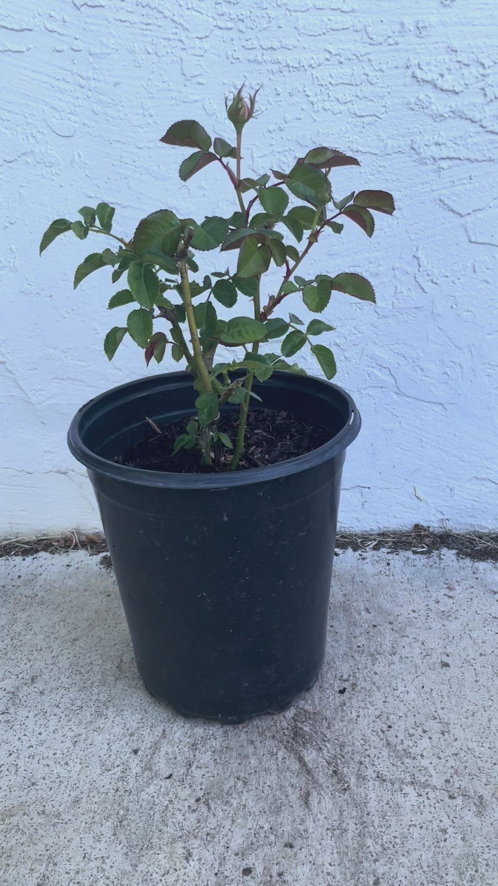 Darlington – Cream & Peach Dutch Florist Rose (Own Root)