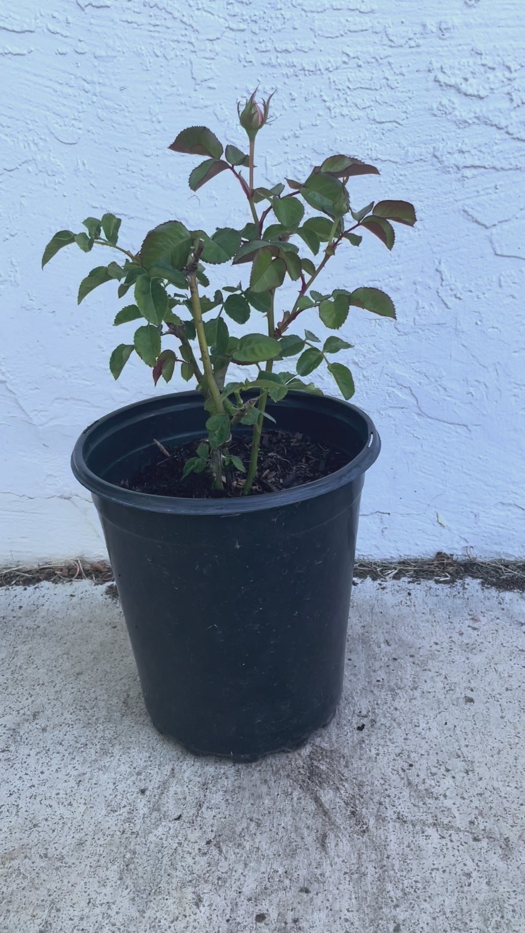 Darlington – Cream & Peach Dutch Florist Rose (Own Root)