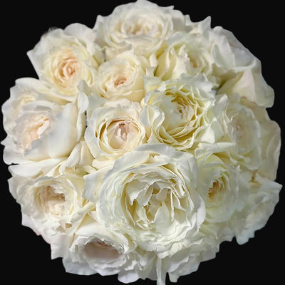 Princess Miyuki – Fragrant White Japanese Garden Rose (Own Root)