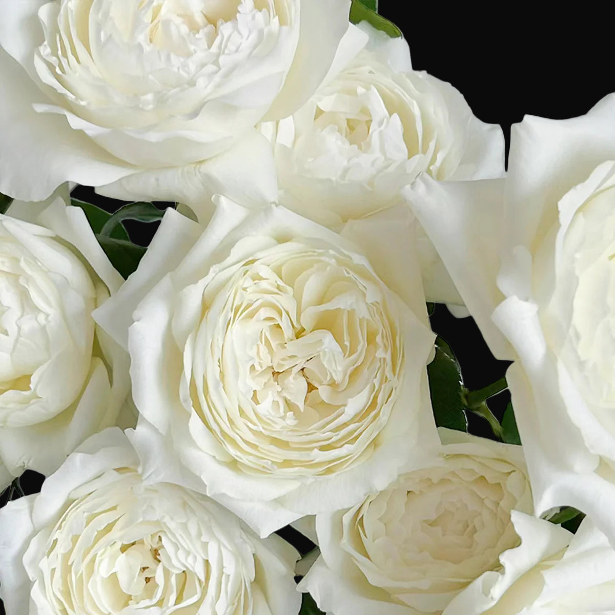 Princess Miyuki – Fragrant White Japanese Garden Rose (Own Root)